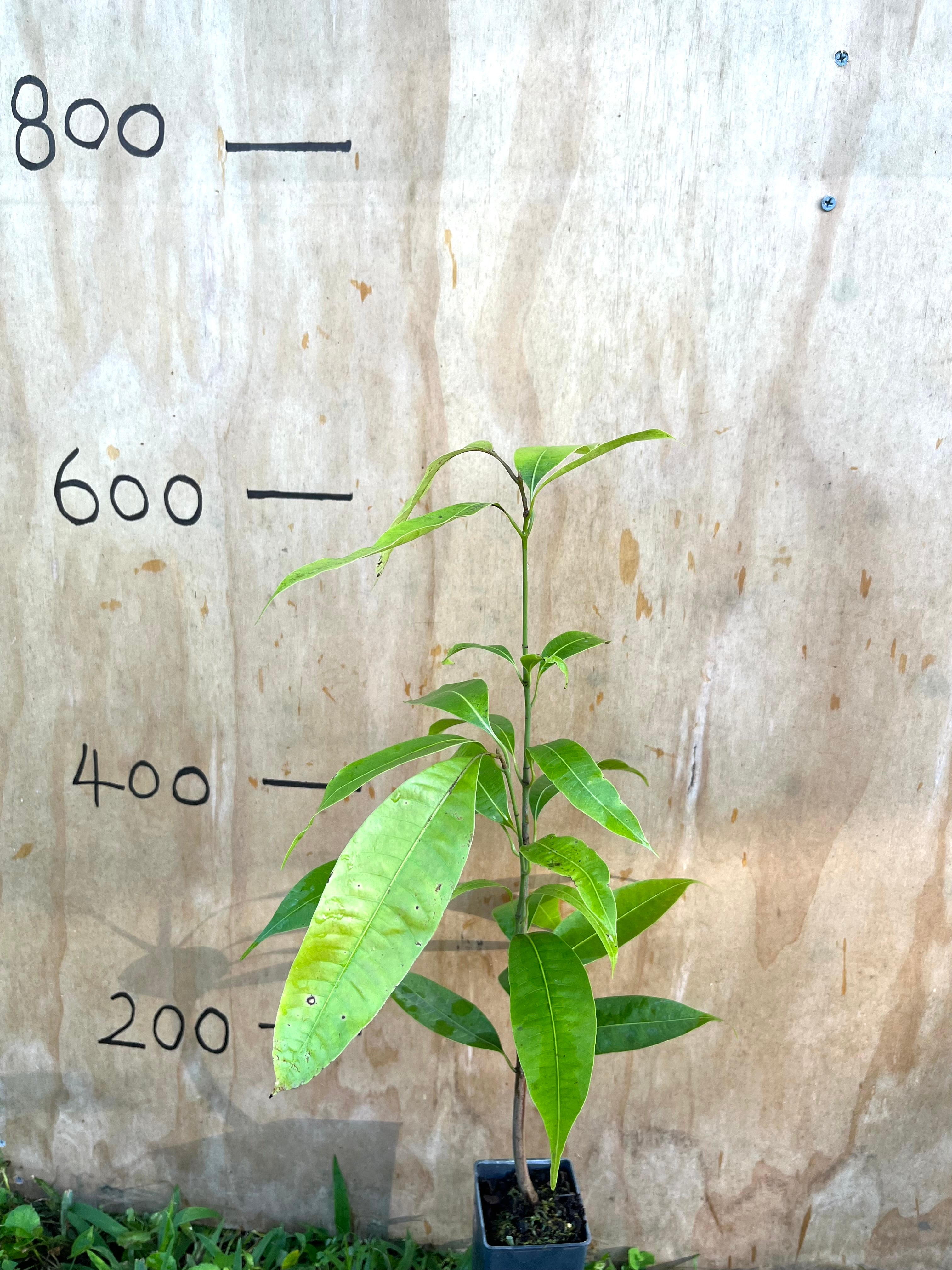 Maprang - Plum Mango