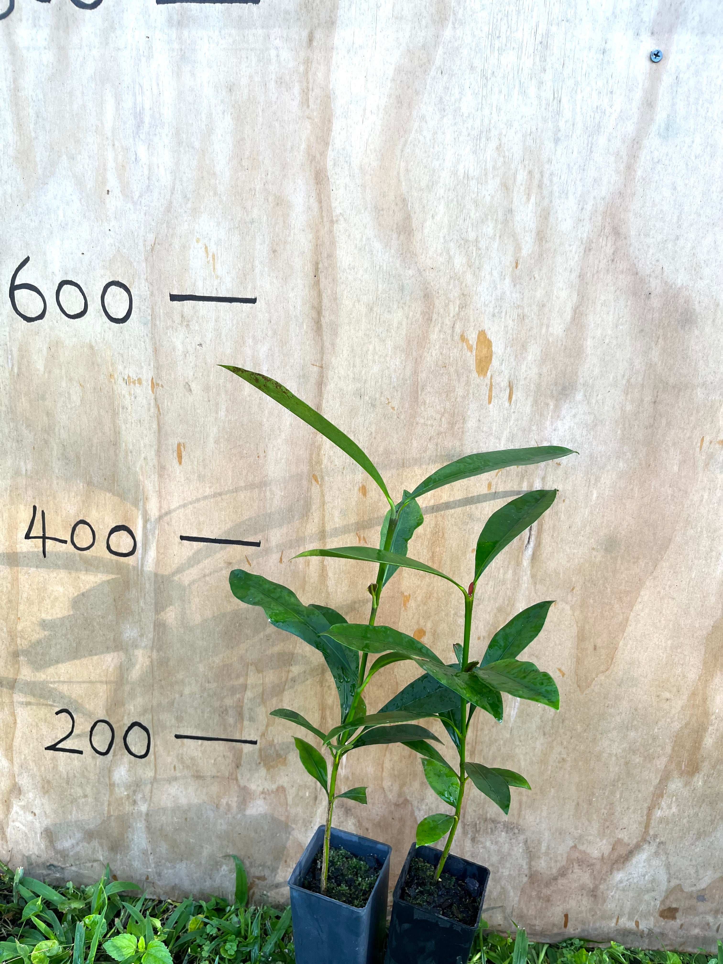 Lemon Drop Mangosteen