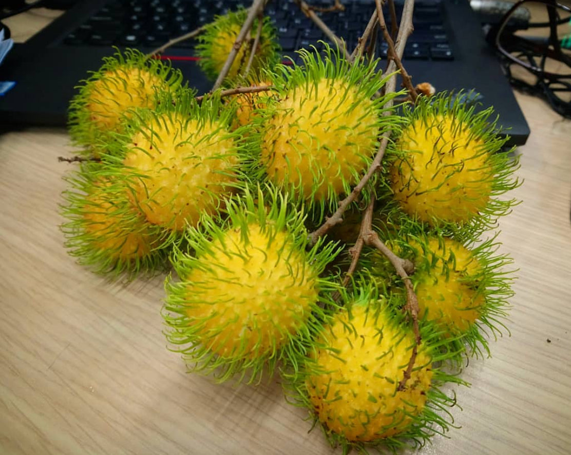 Rambutan - Yellow R156 Advanced