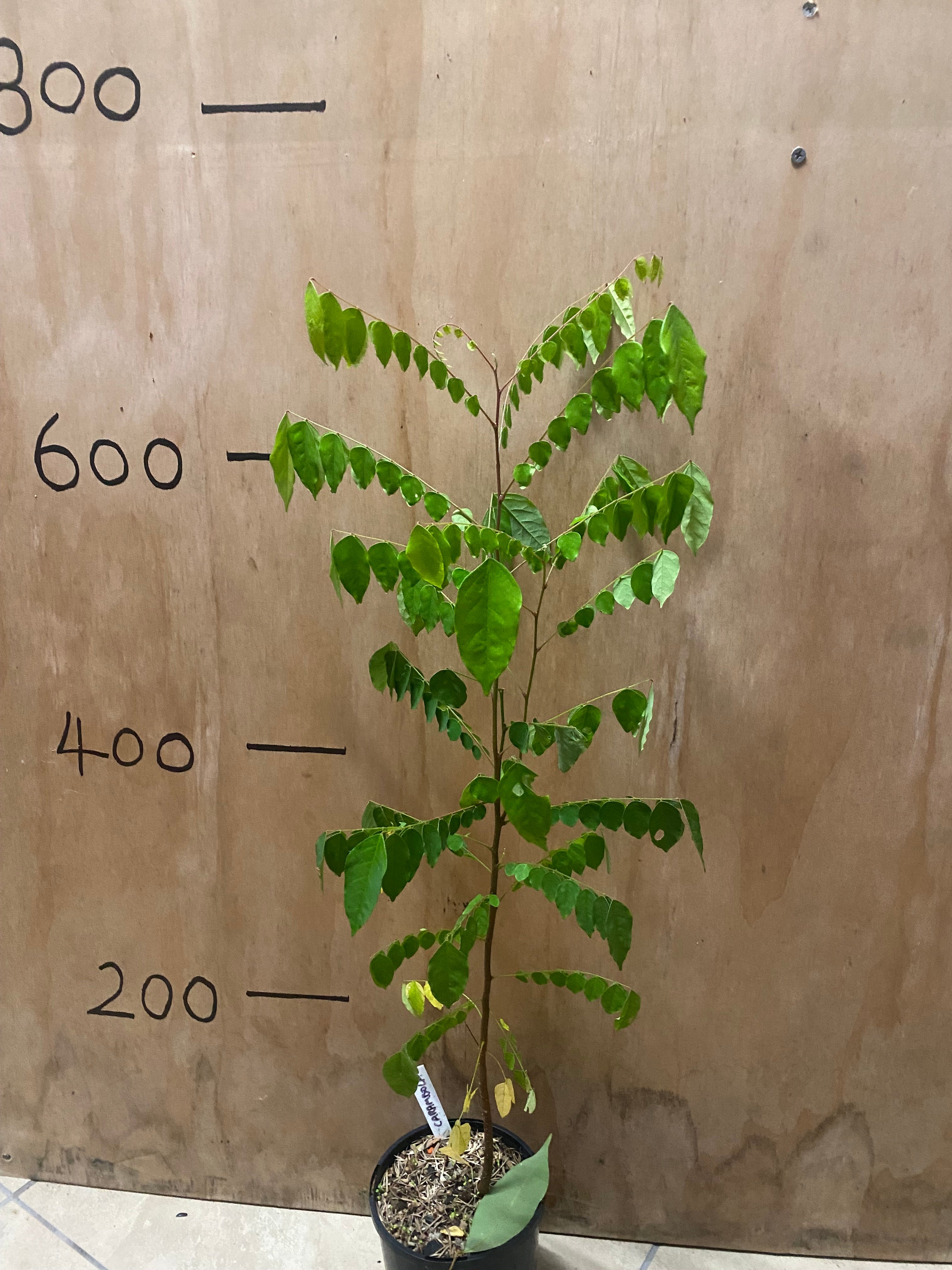 Carambola - Star Fruit