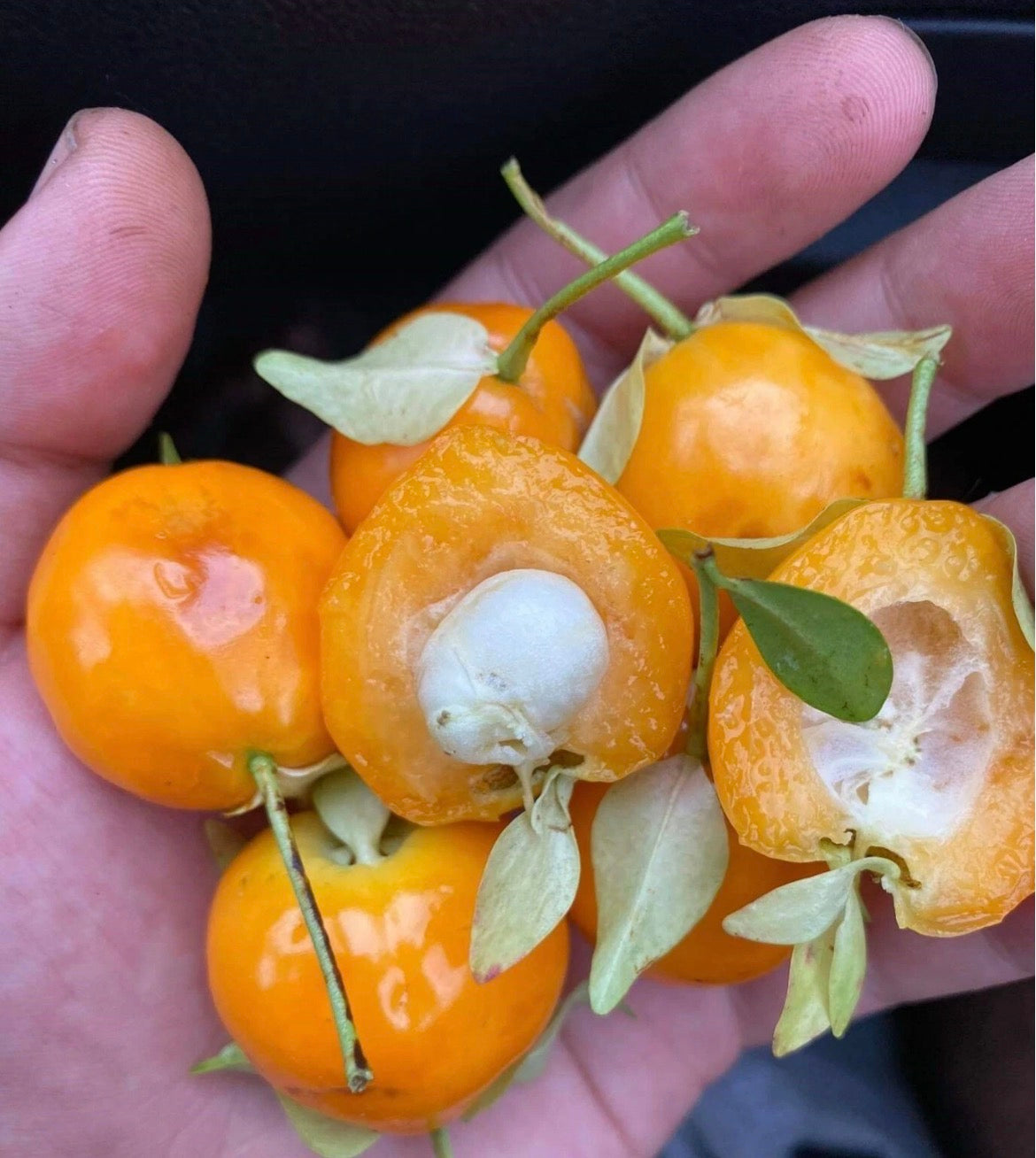 Grumichama - Yellow (EUGENIA MINUTIFOLA)