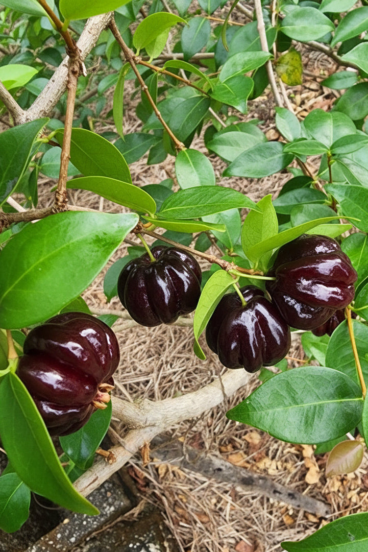 Brazilian Cherry - Black Beauty