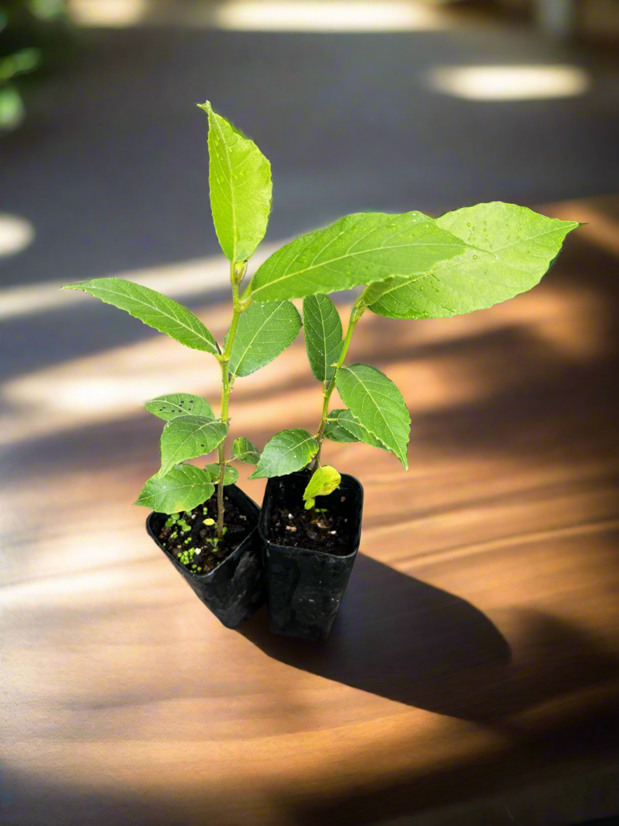 Lakoocha - Monkey Jack