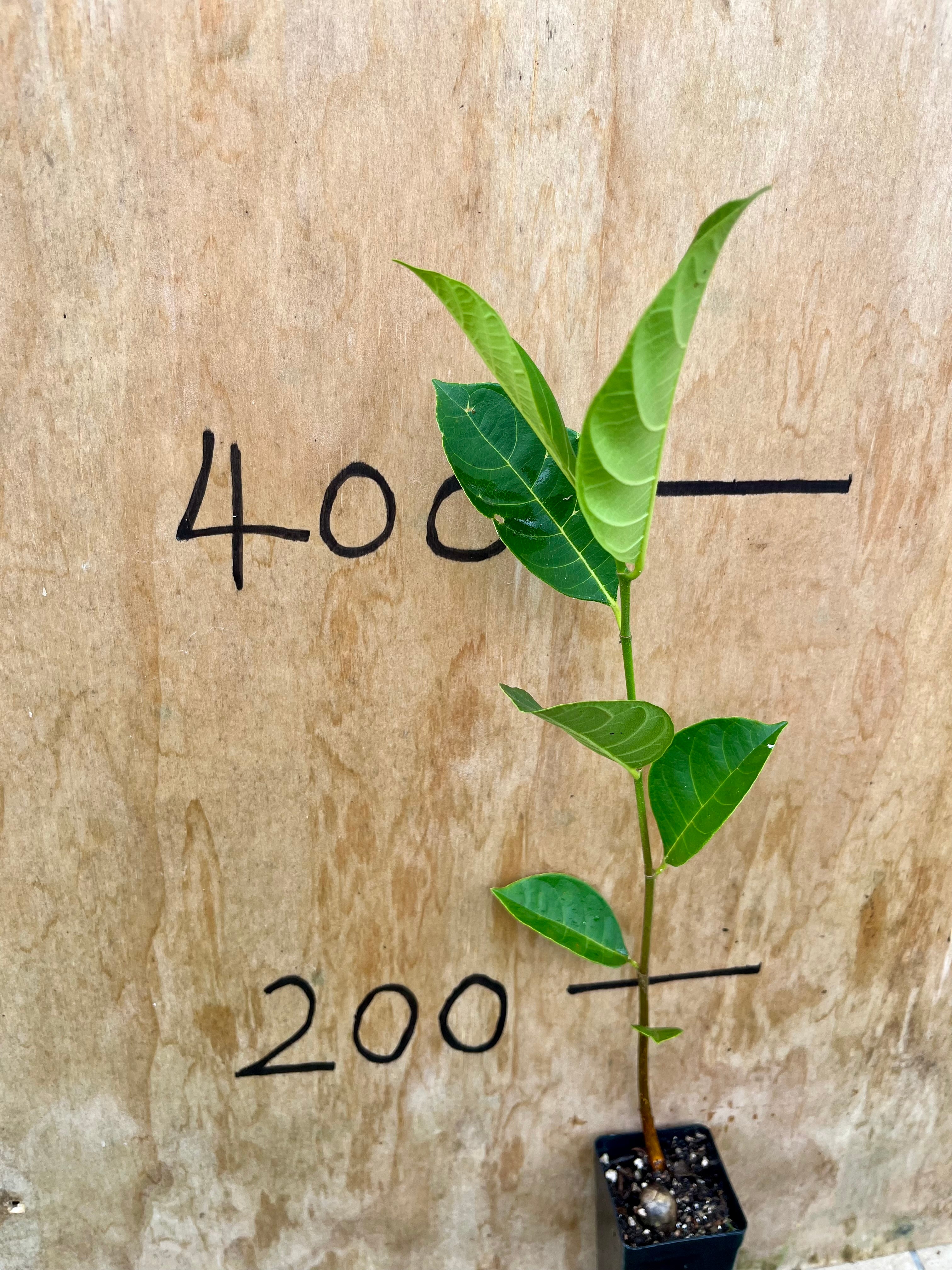 Jackfruit - Orange Crunchy (0.75L)