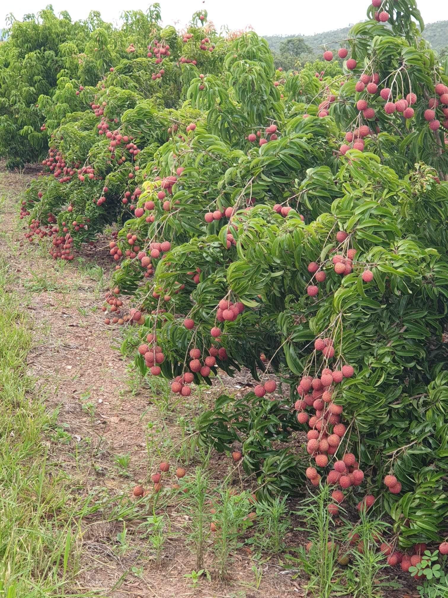 Lychee - Chompogo Advanced