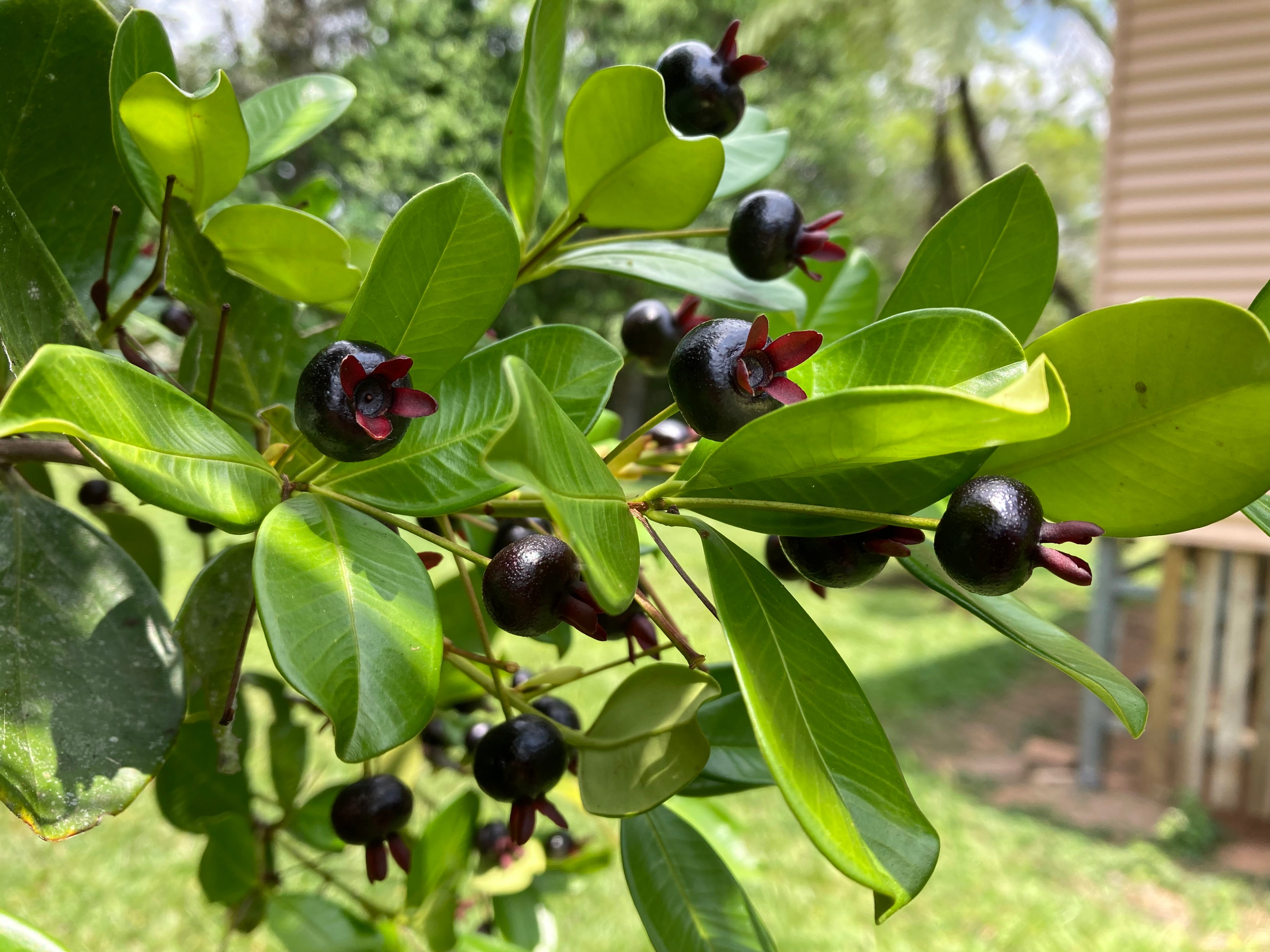 Grumichama Black Tube Small