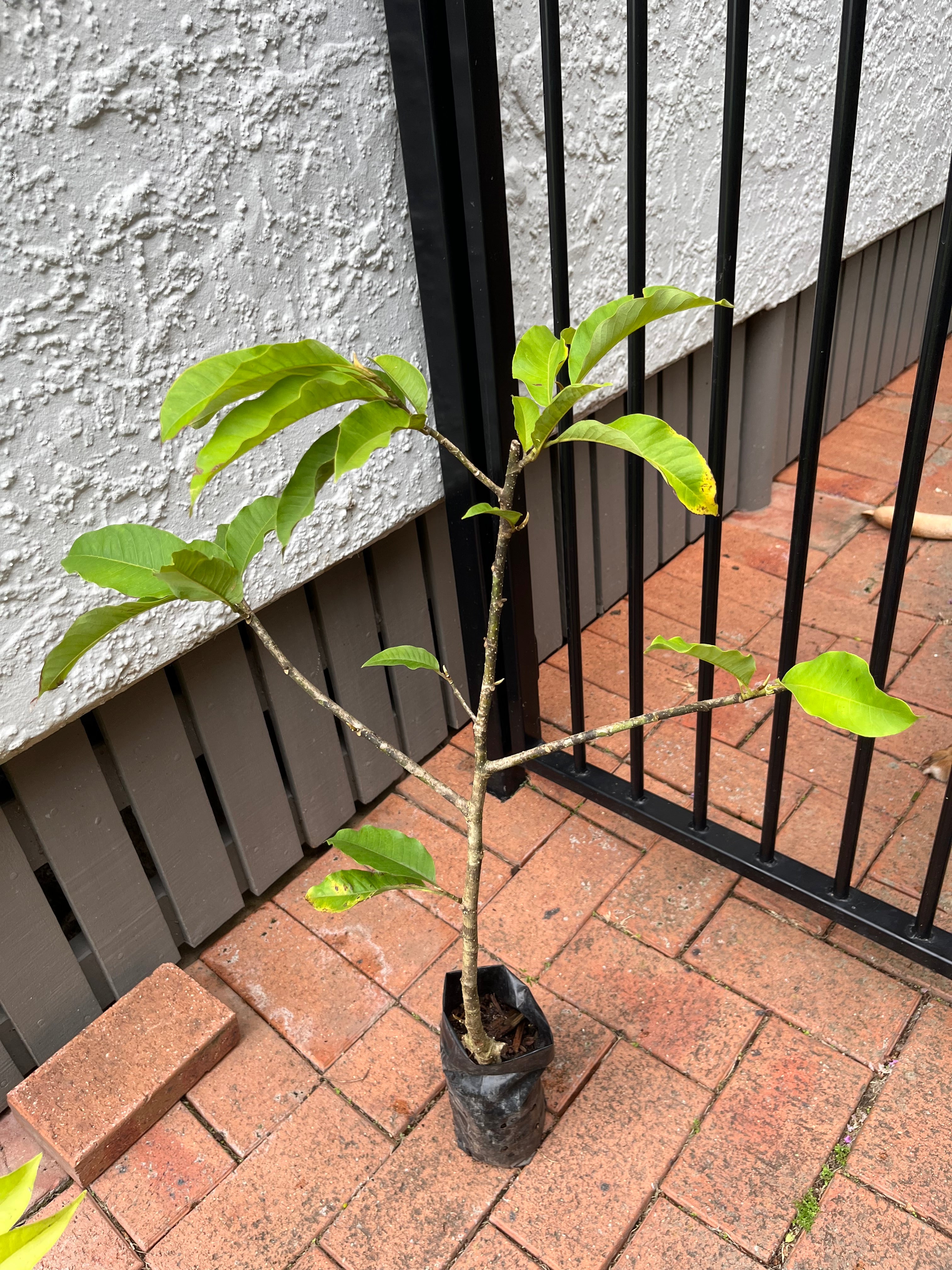 Magnolia x Alba White Champaca tree