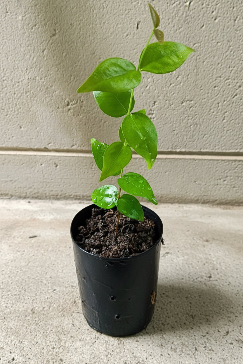 Brazilian Cherry - Black Beauty