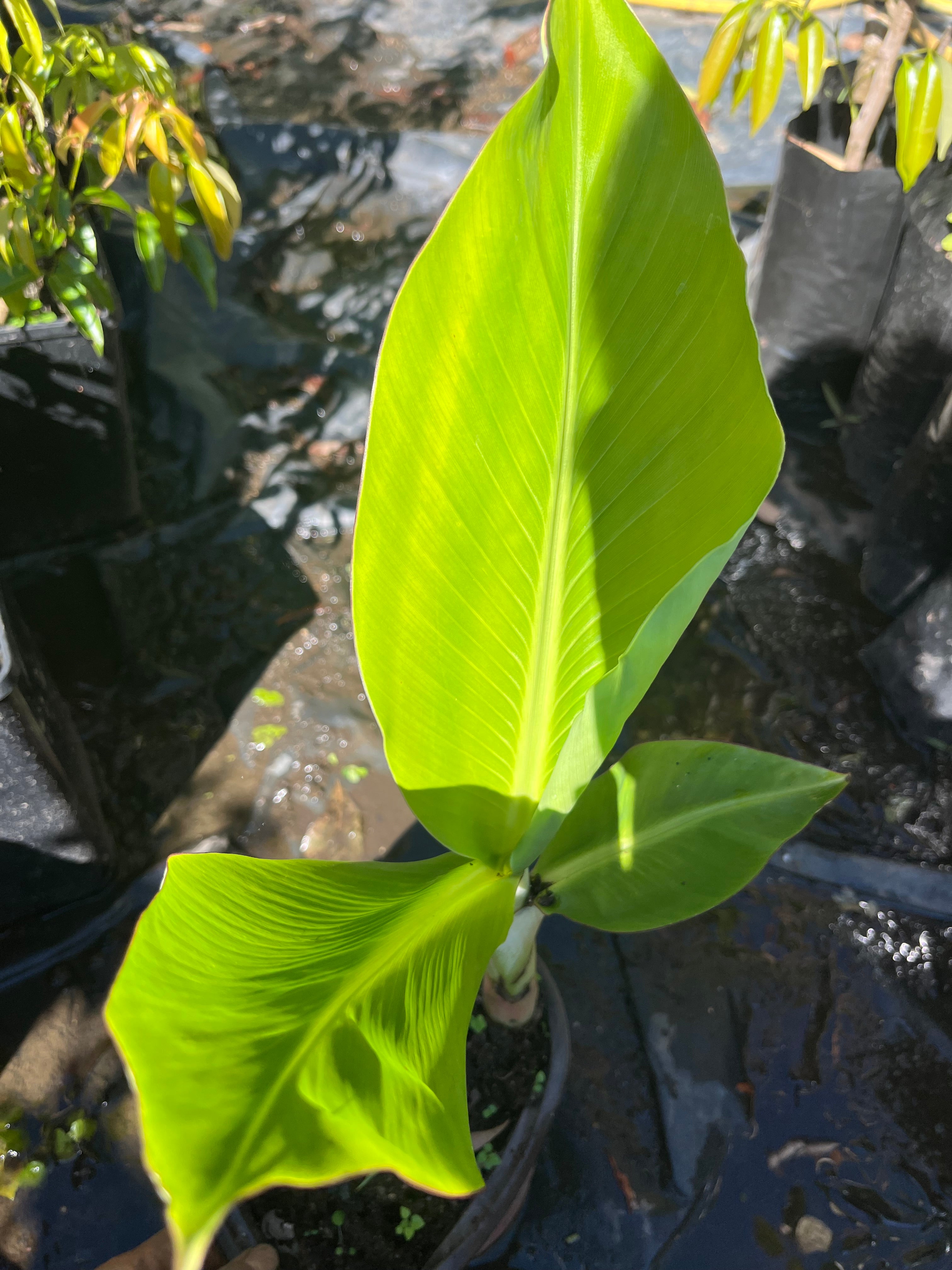 Banana - Rhino Horn Plantain