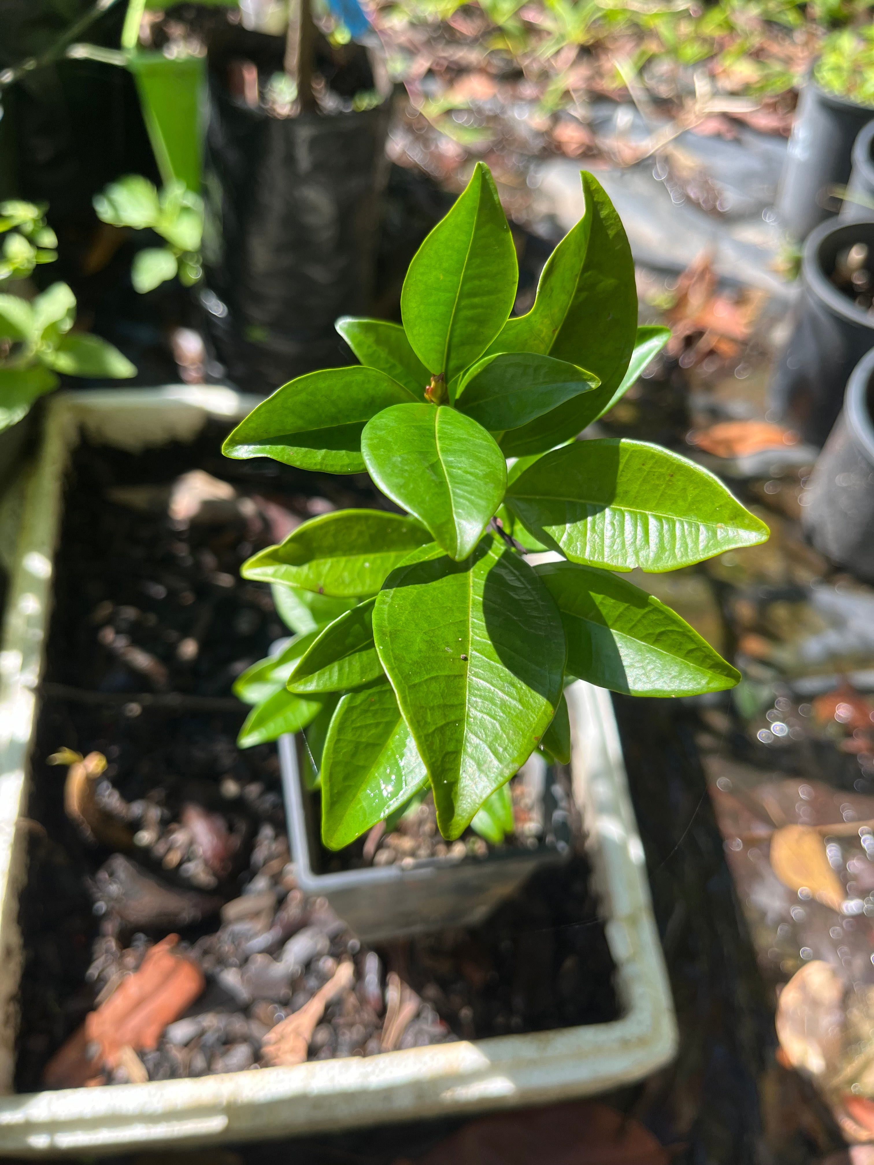 Grumichama Black Tube Small