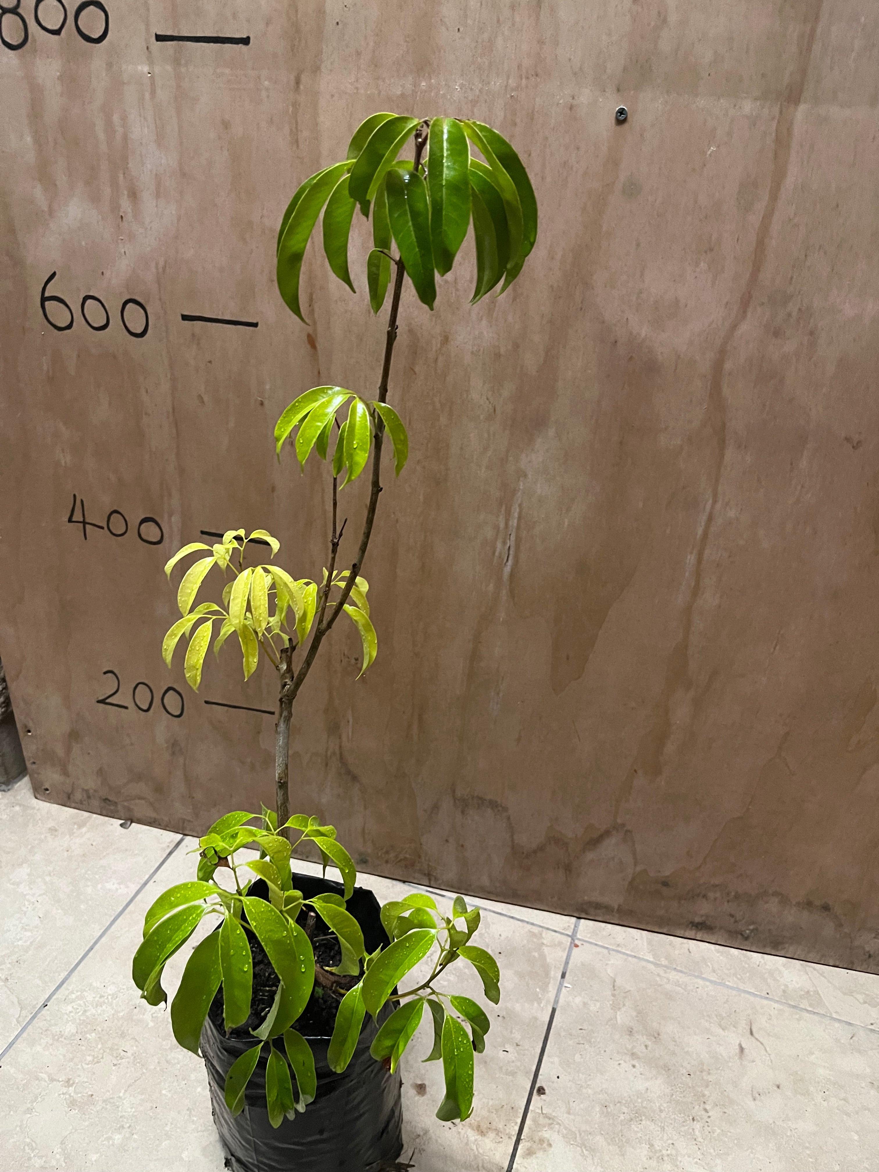 Lychee - Chompogo Advanced