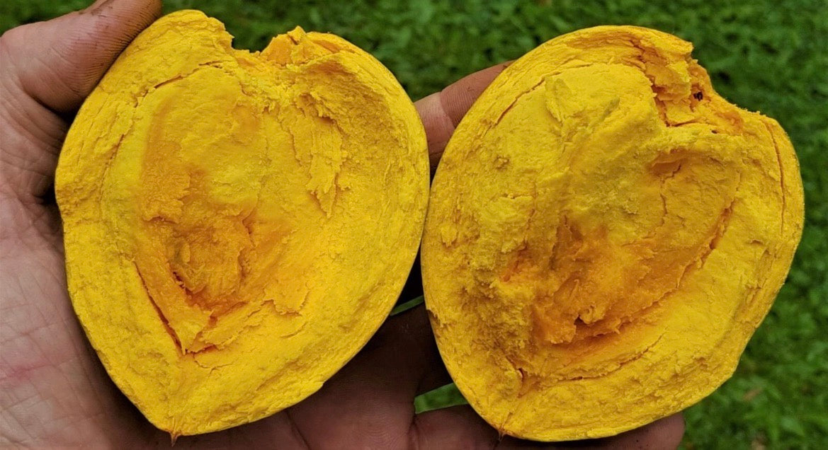 Ross Sapote