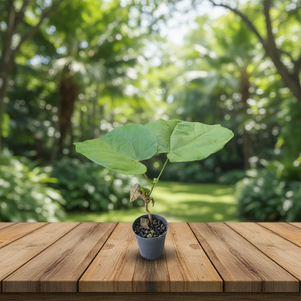 Chupa Chupa Tree