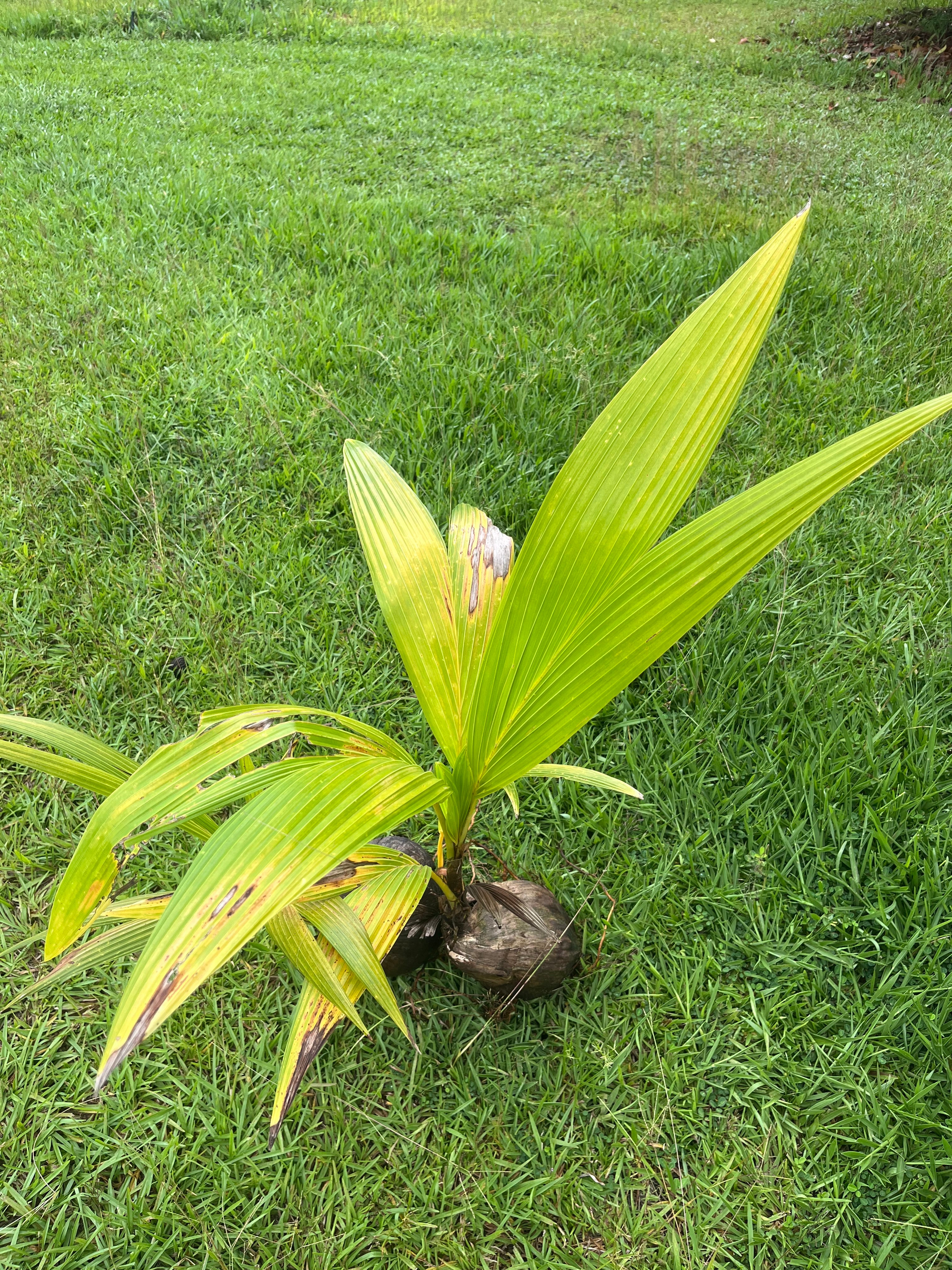 Dwarf Coconut Palm - Malay Green