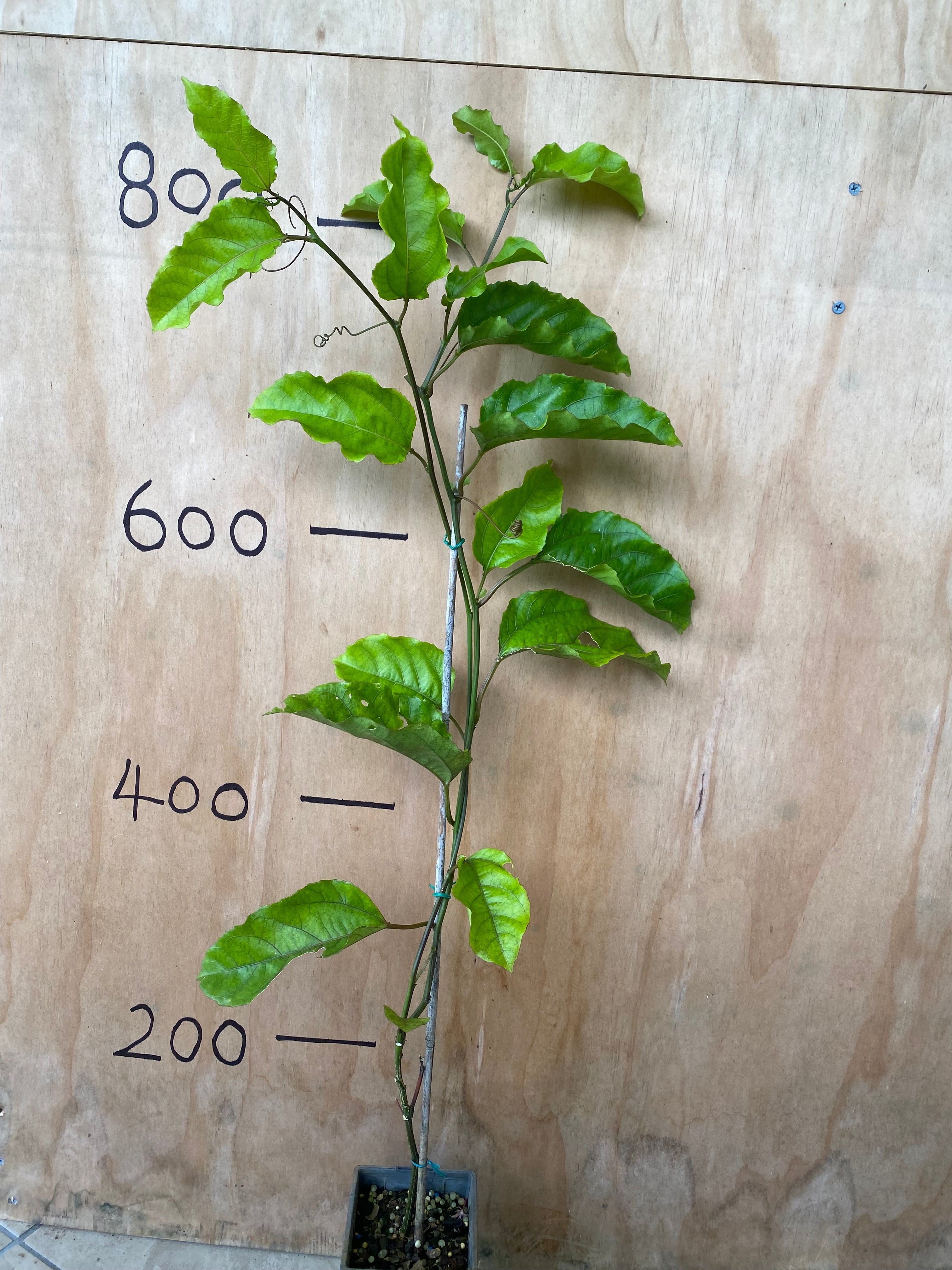 Passion fruit - Gold Panama