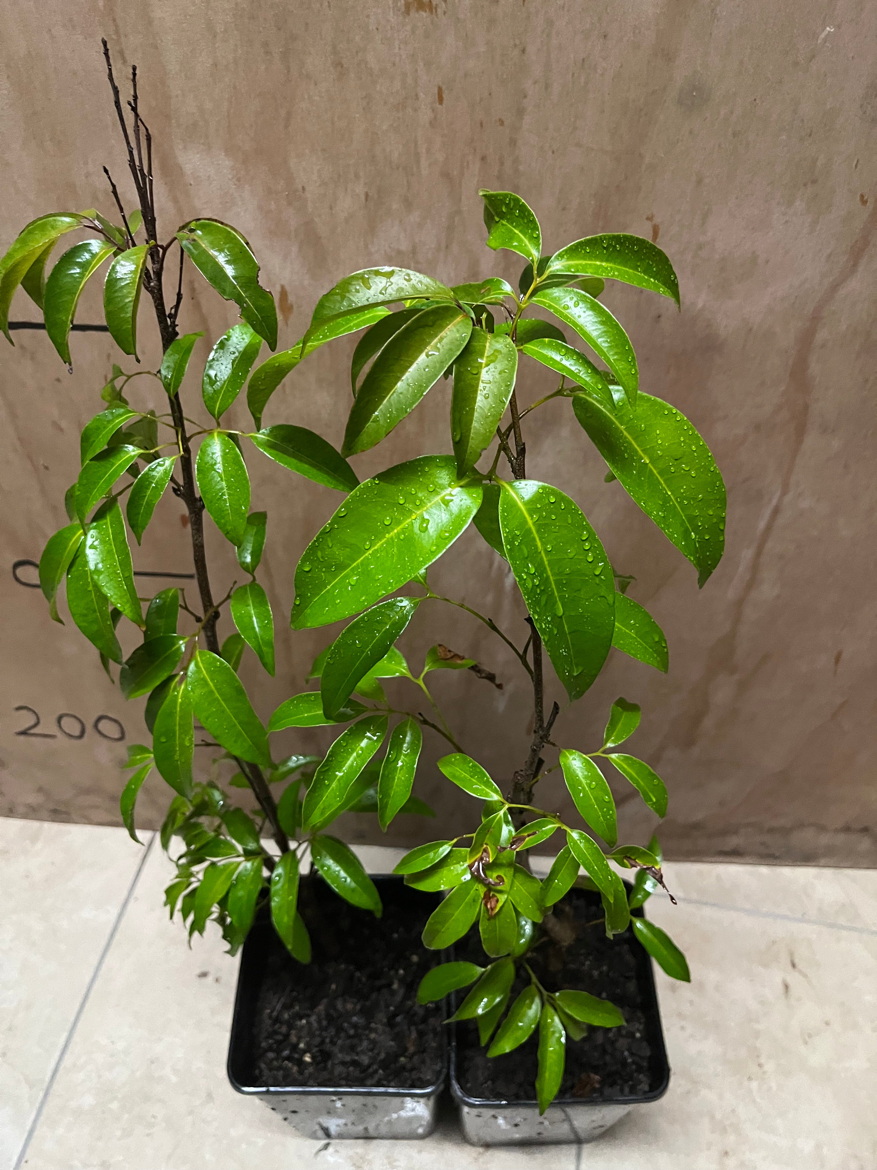 Lychee - Erdon Lee Advanced