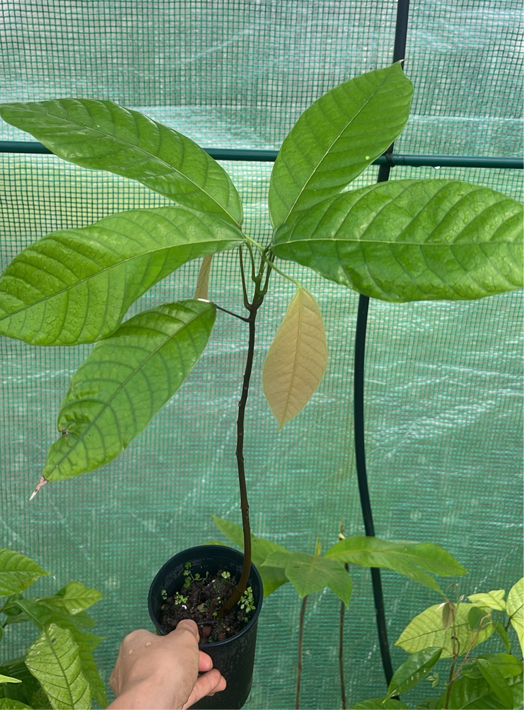 Cacao (cocoa) Theobroma - Forastero