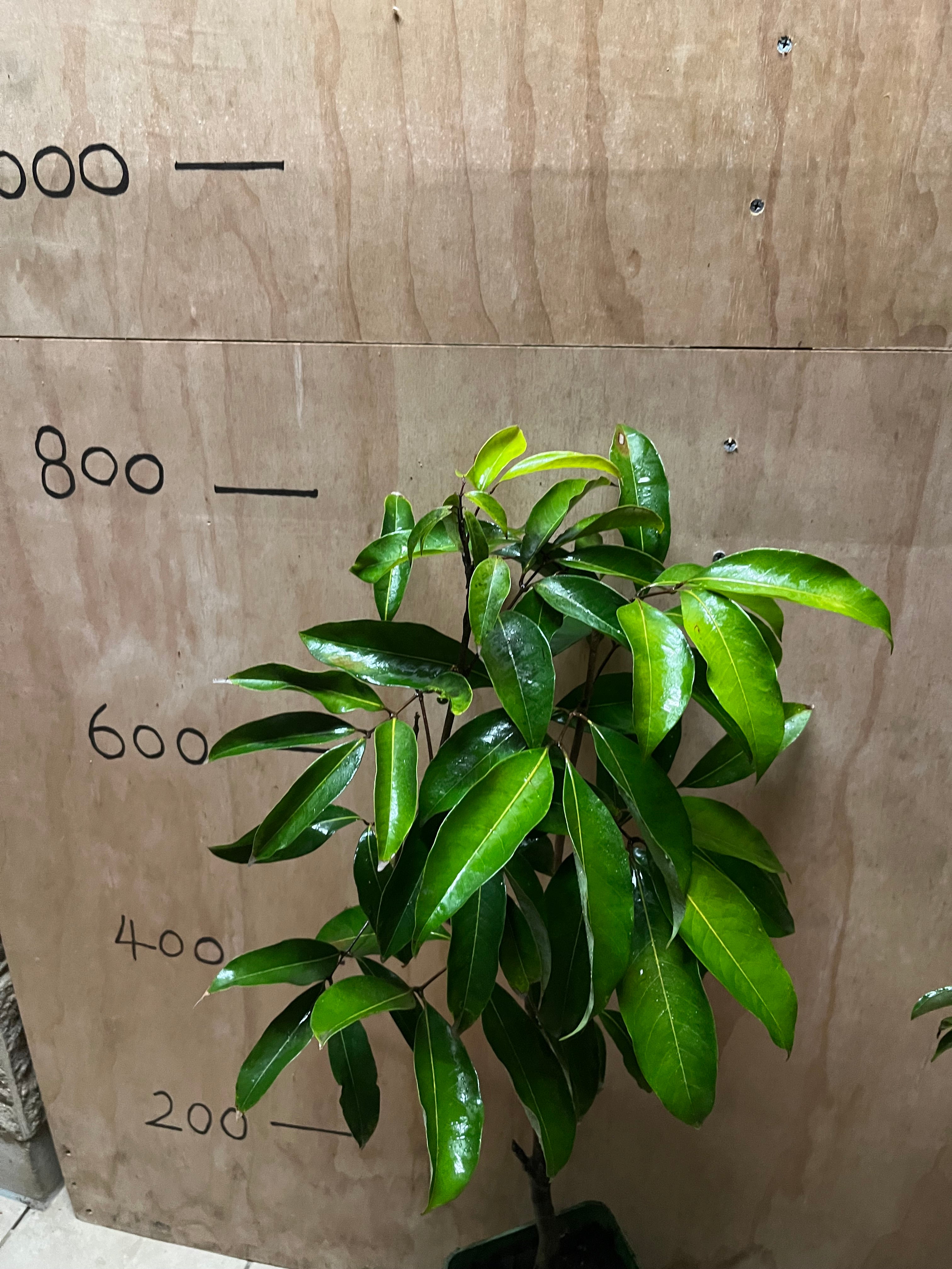 Lychee - Baitaying Advanced