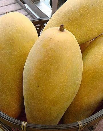 Mango - Golden queen