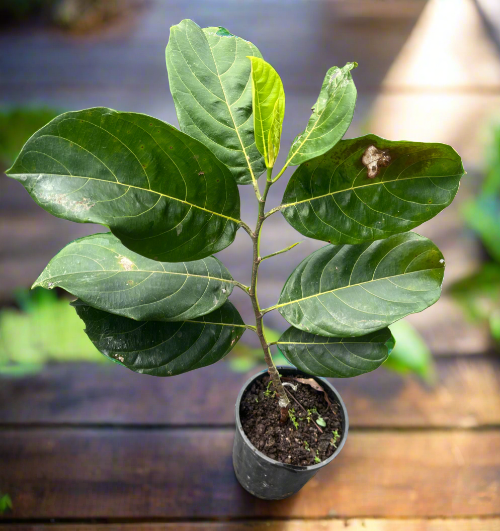 Cempedak Grafted - Twisted Variety