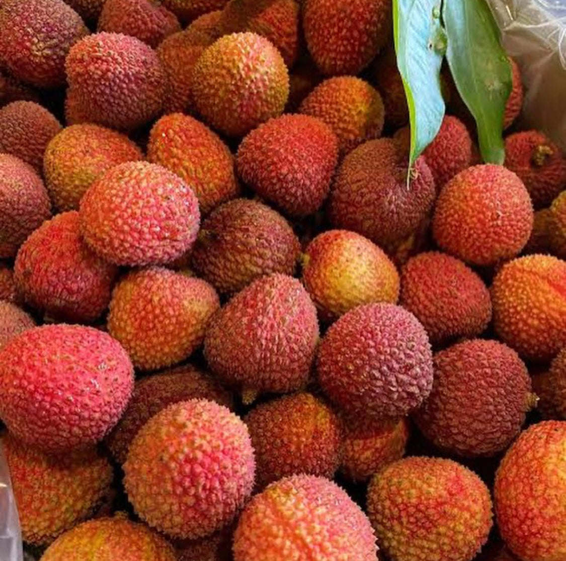 Lychee - Fay Zee Siu