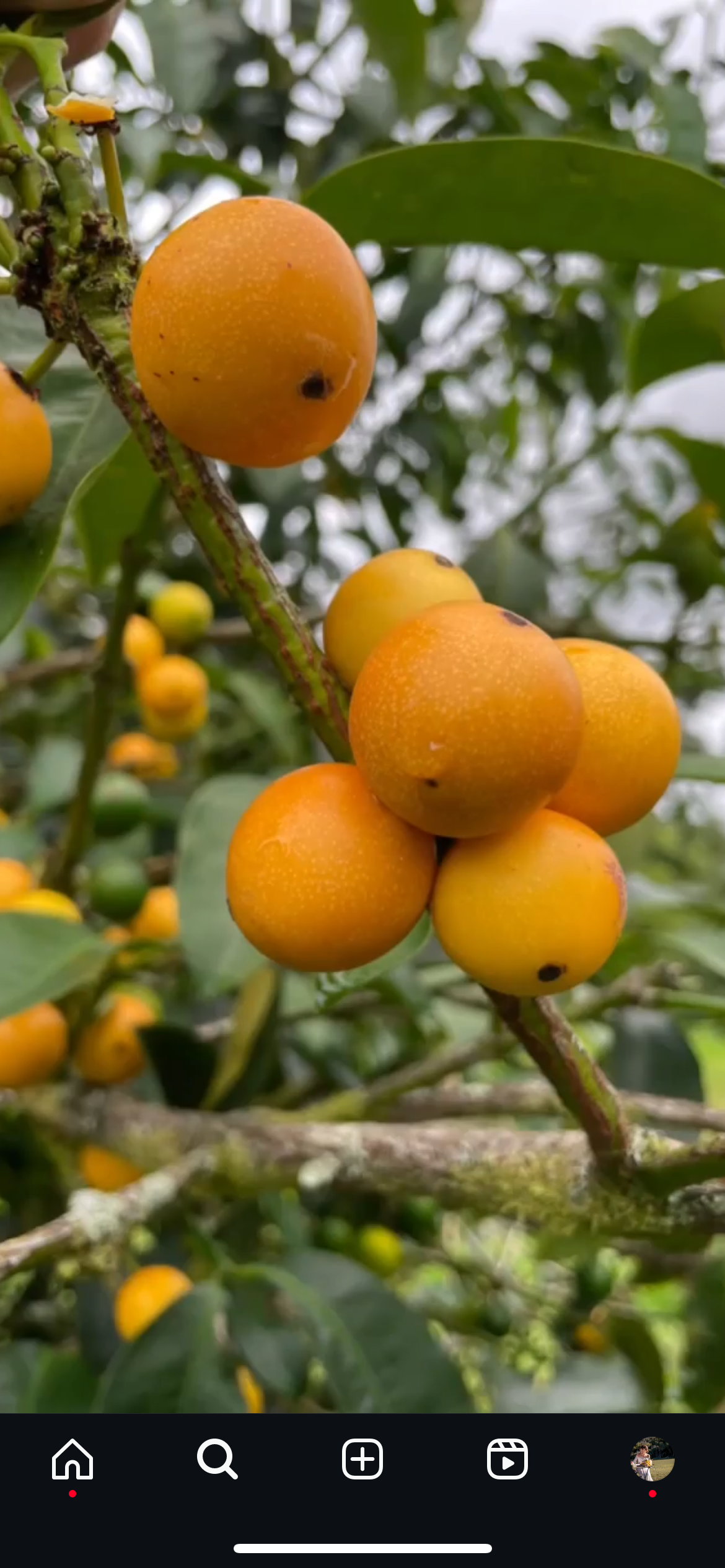 Lemon Drop Mangosteen