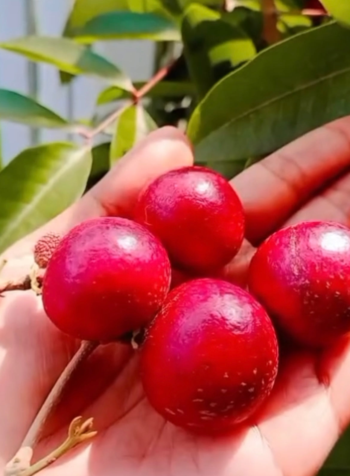 Longan - Red Ruby (Pre-order)