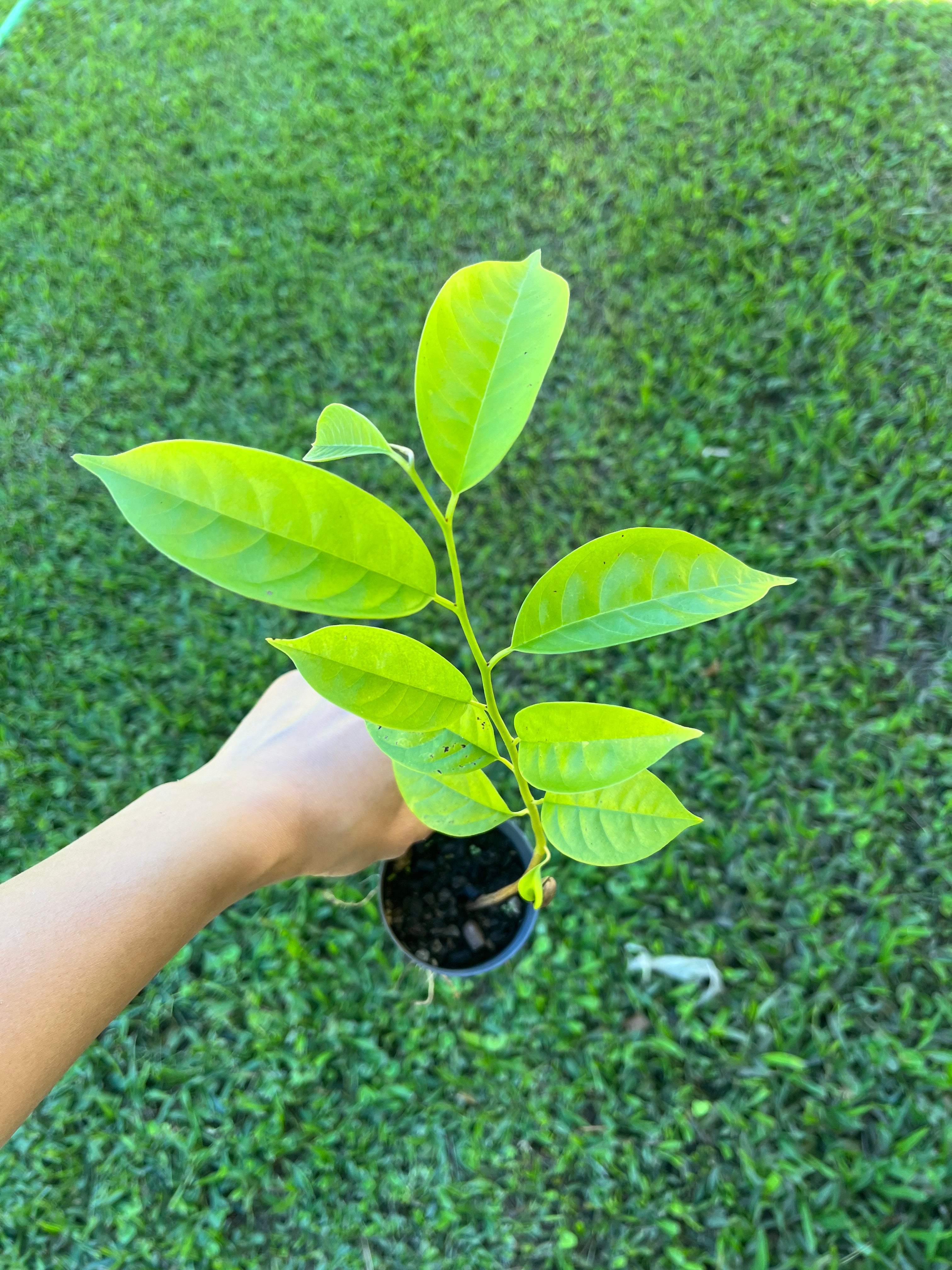 Rollinia - Brazilian custard apple (0.7L)