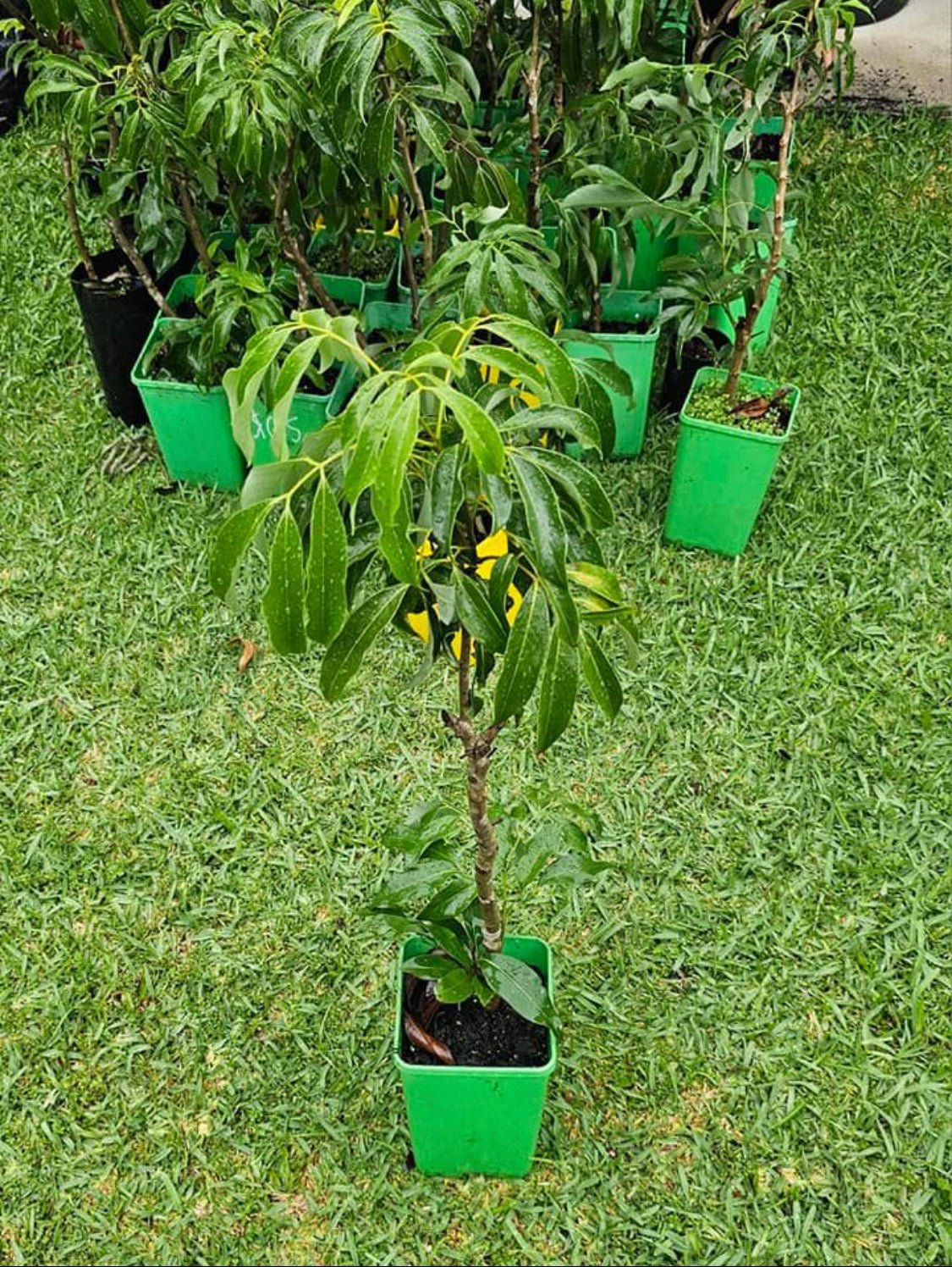 Dwarf Lychee - Kaimana Advanced