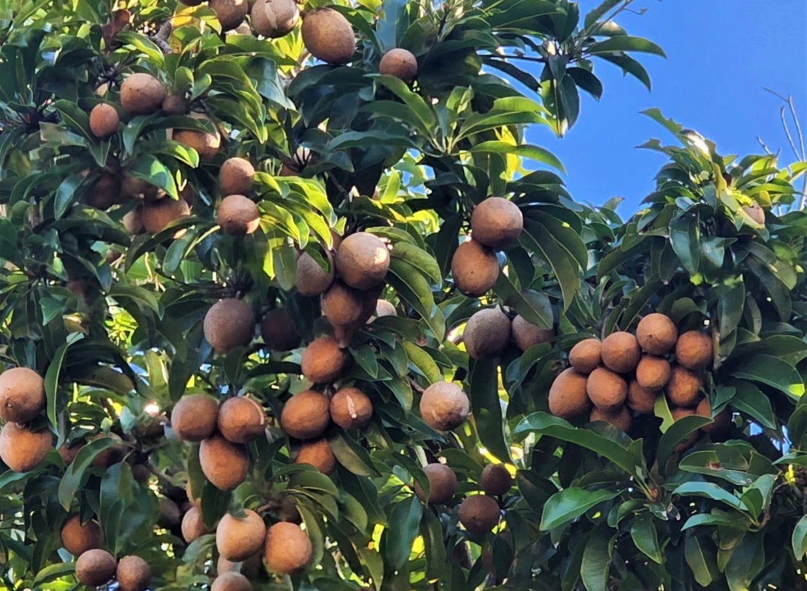 Advanced Sapodilla Tree -  Krasuey