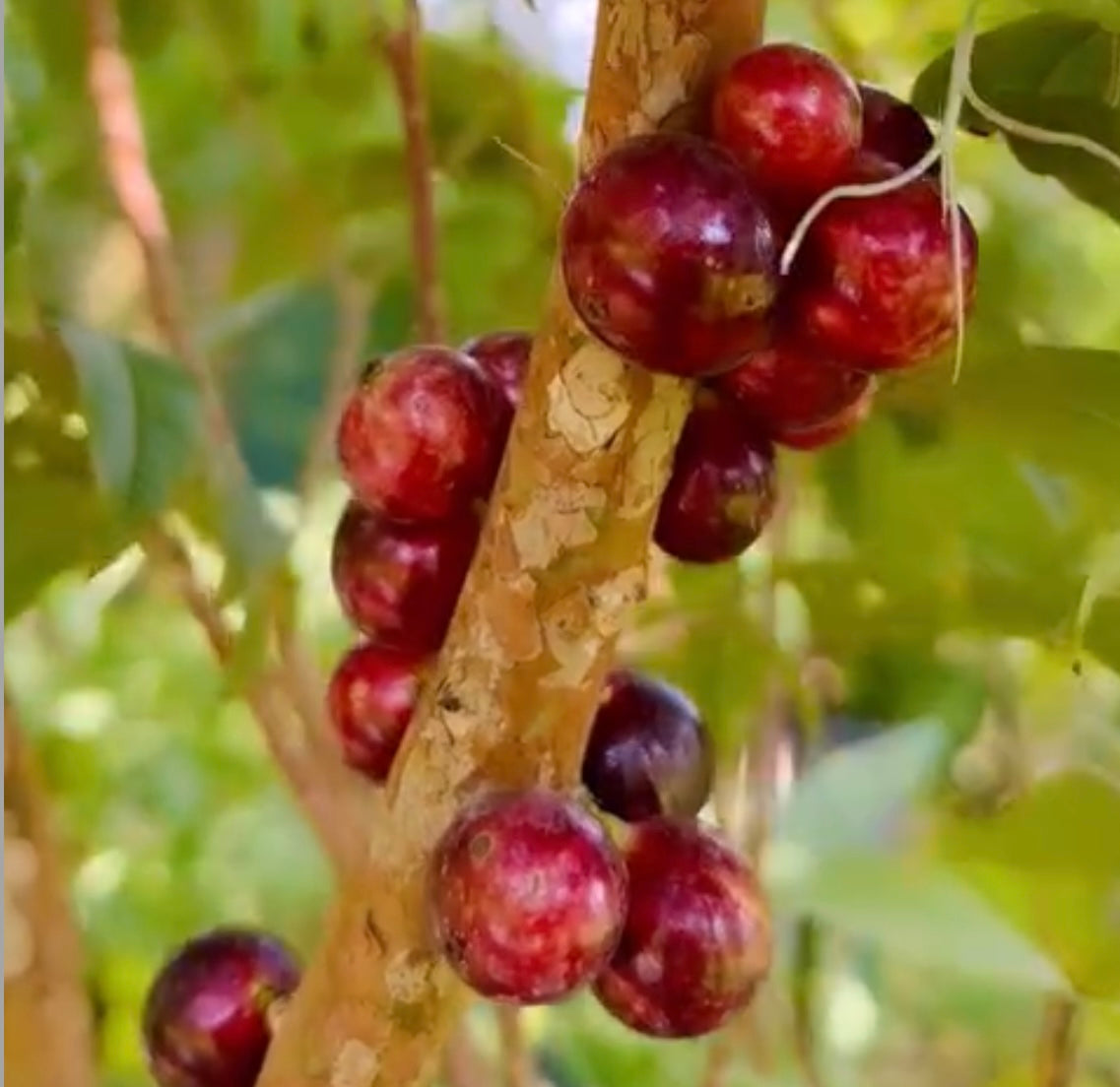 Dwarf Jaboticaba - Red Hybrid