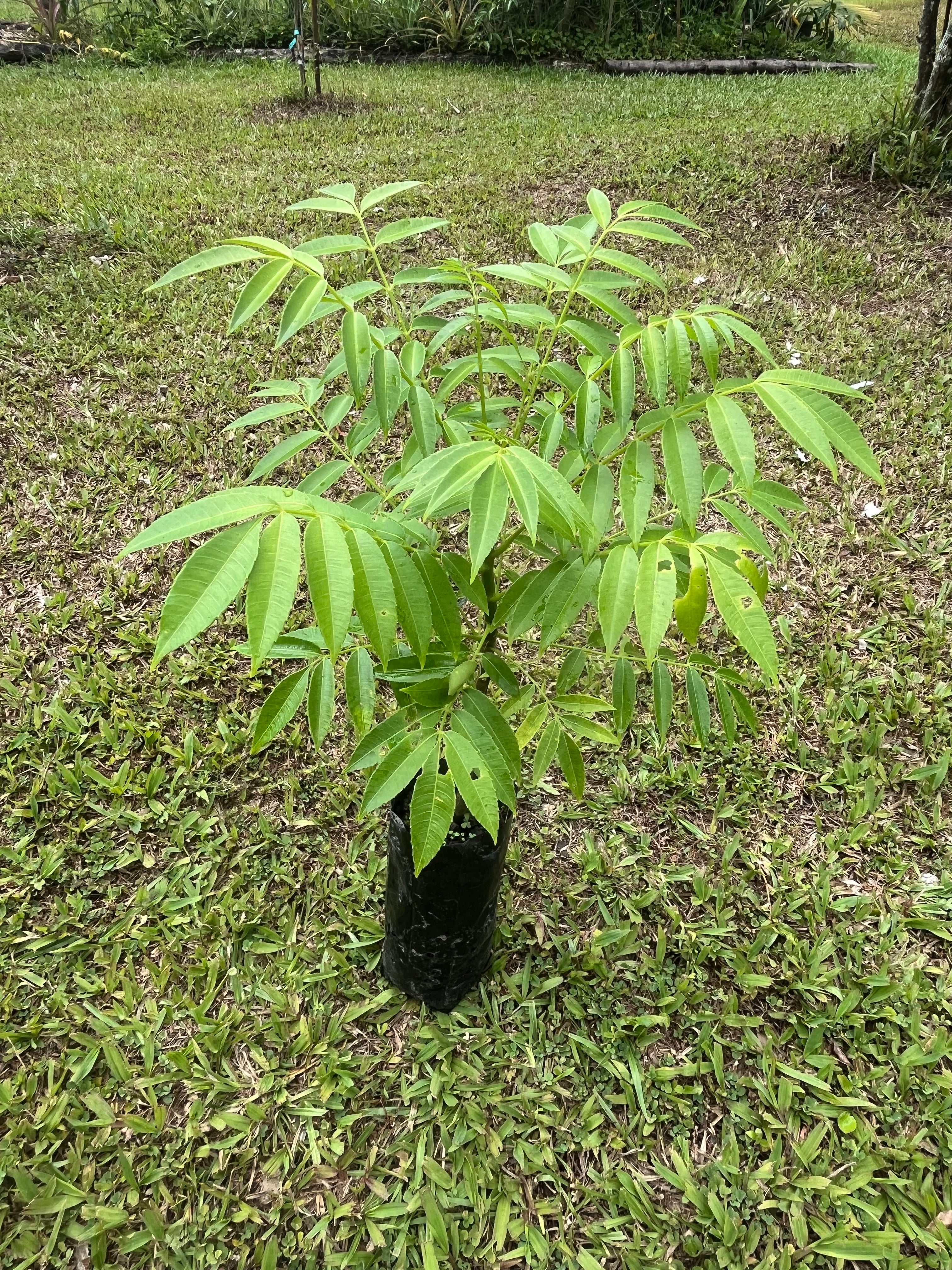 Dwarf Ambarella - hog plum