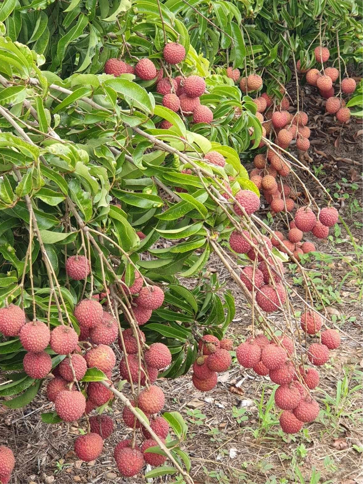 Lychee - Chompogo Advanced