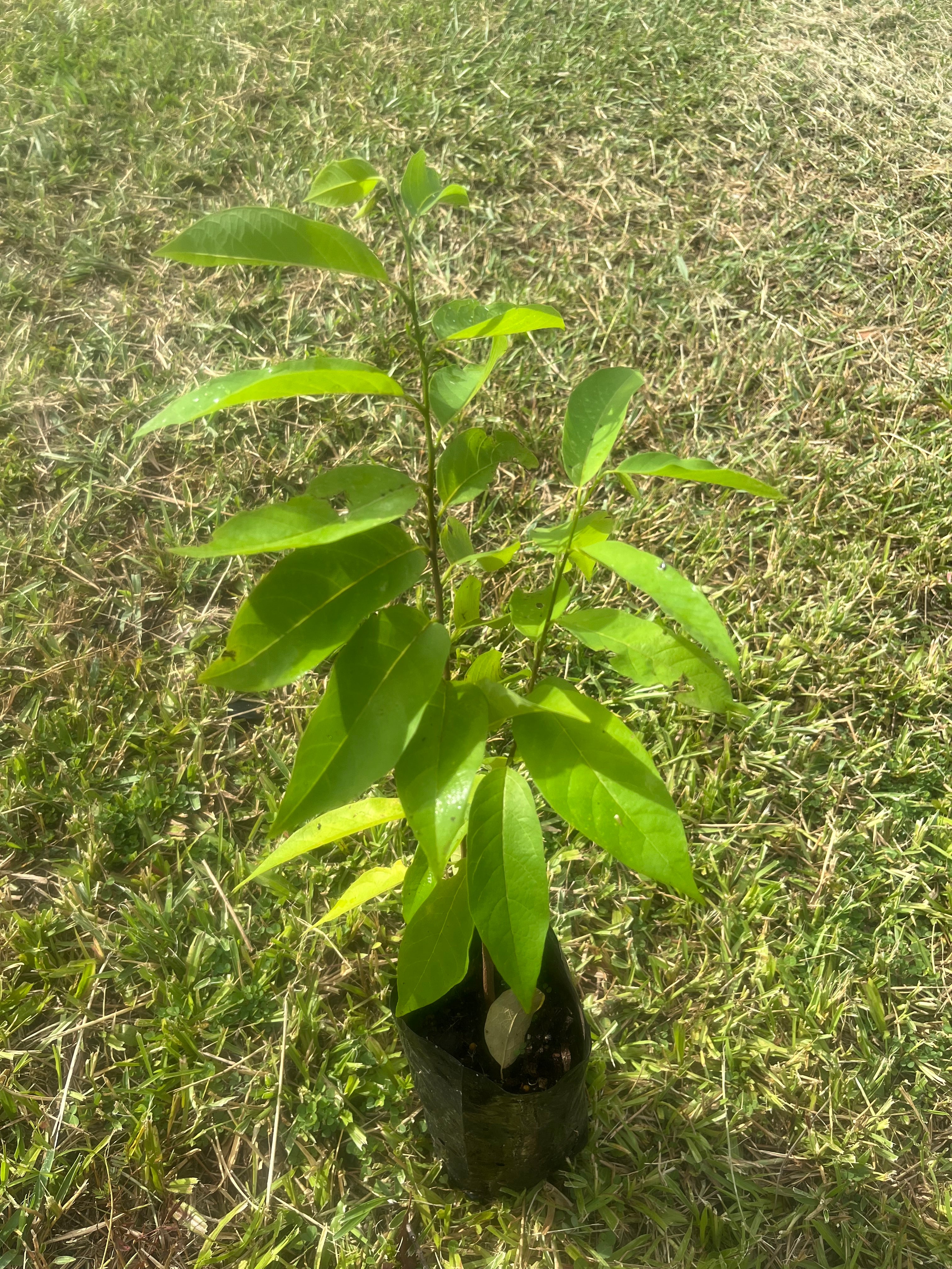 Sugar Apple - Purple