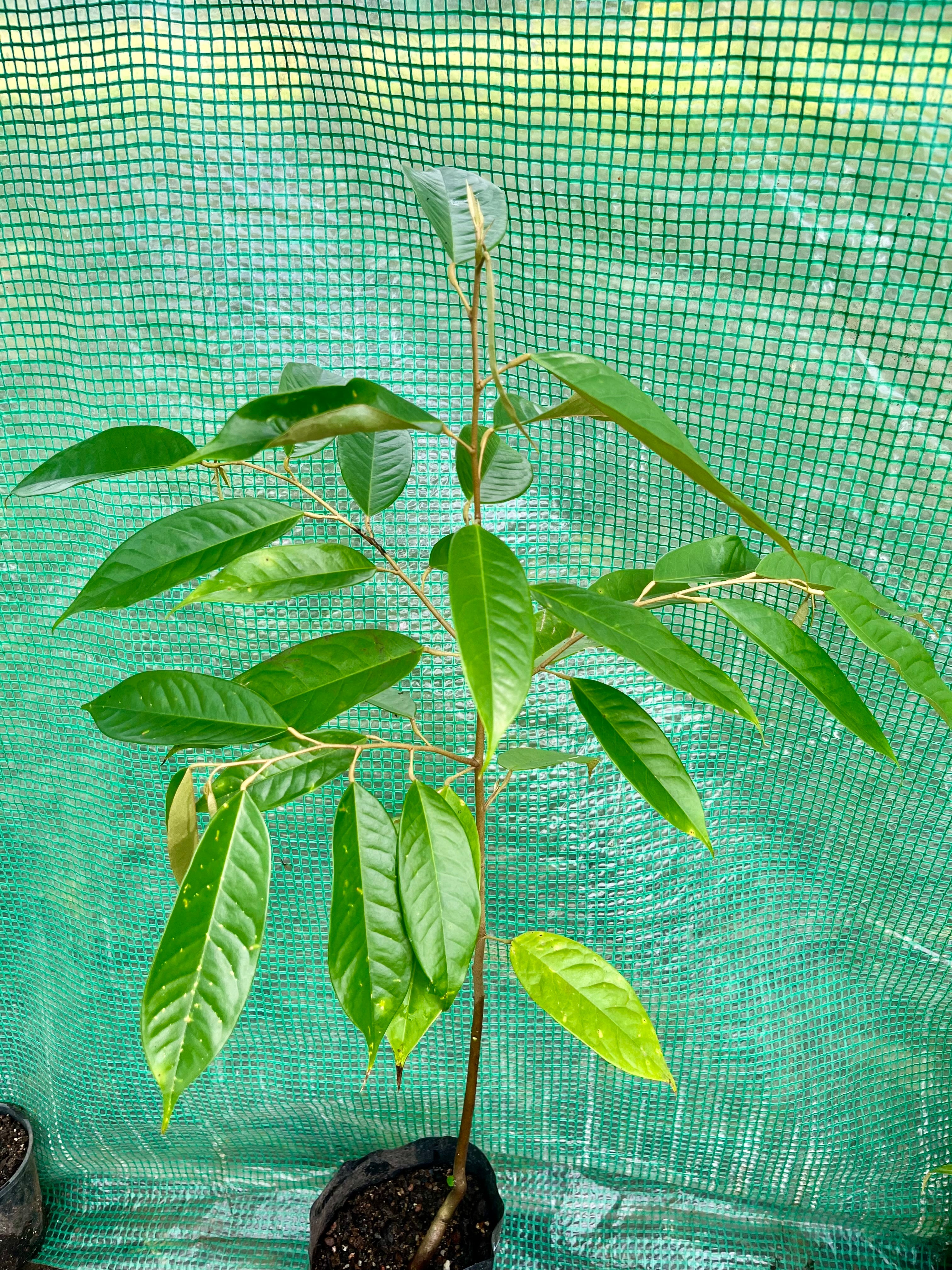 Durian Advanced (4L)