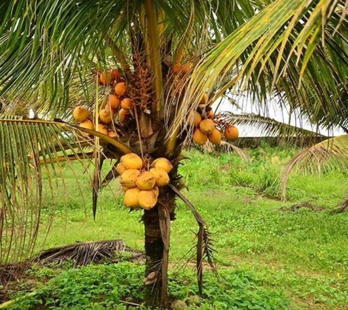 Dwarf Coconut Palm - Malay Gold
