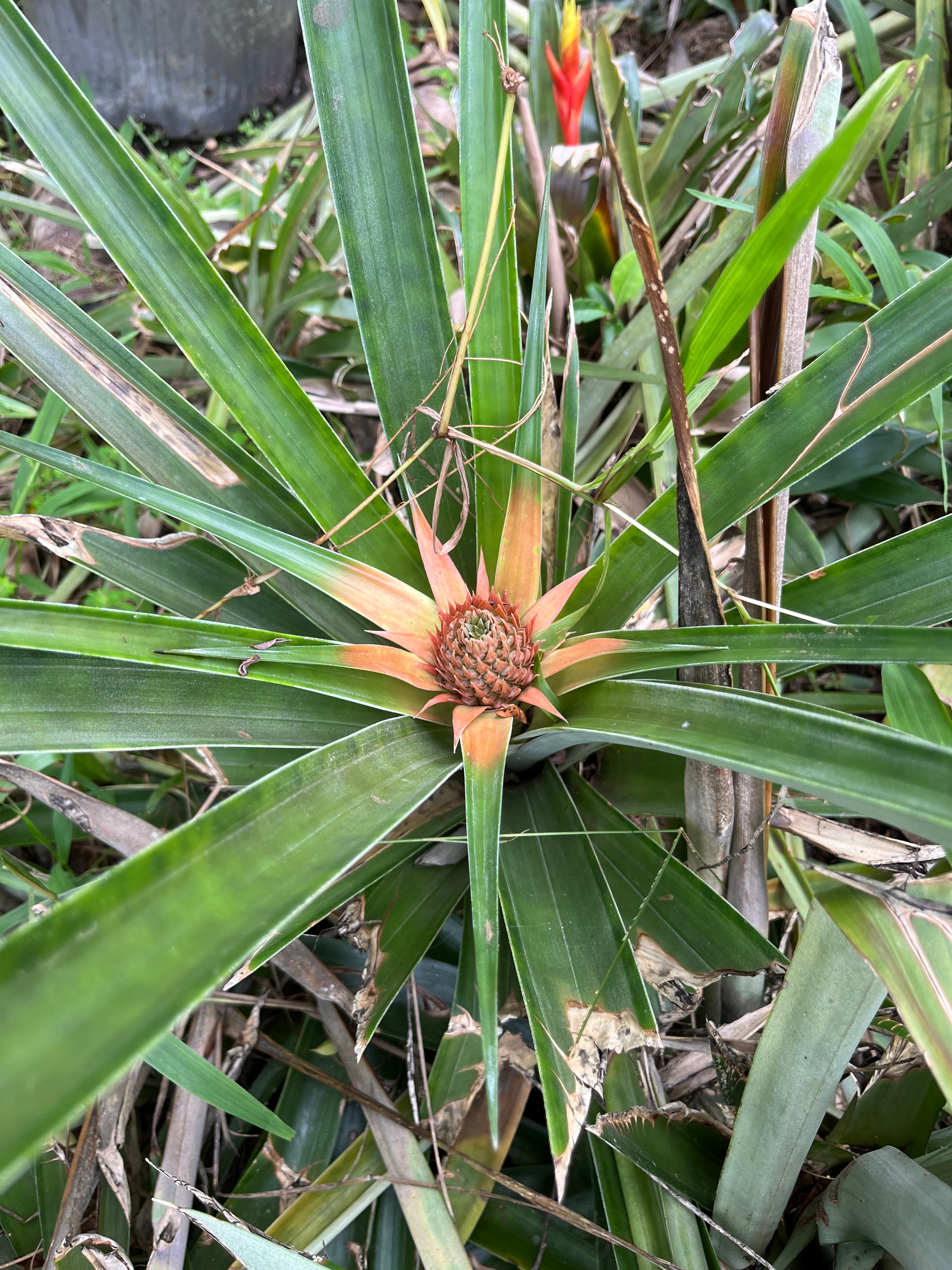 Pineapple - Flowering with fruit
