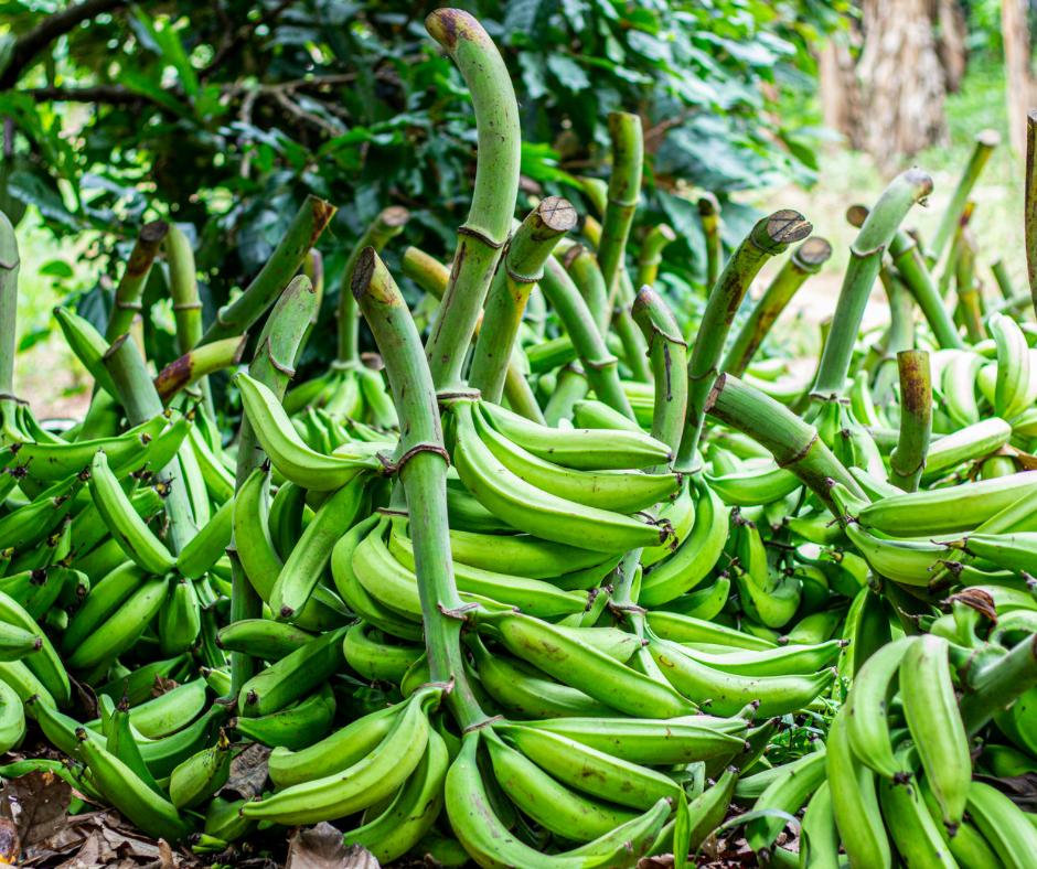 Banana - Rhino Horn Plantain