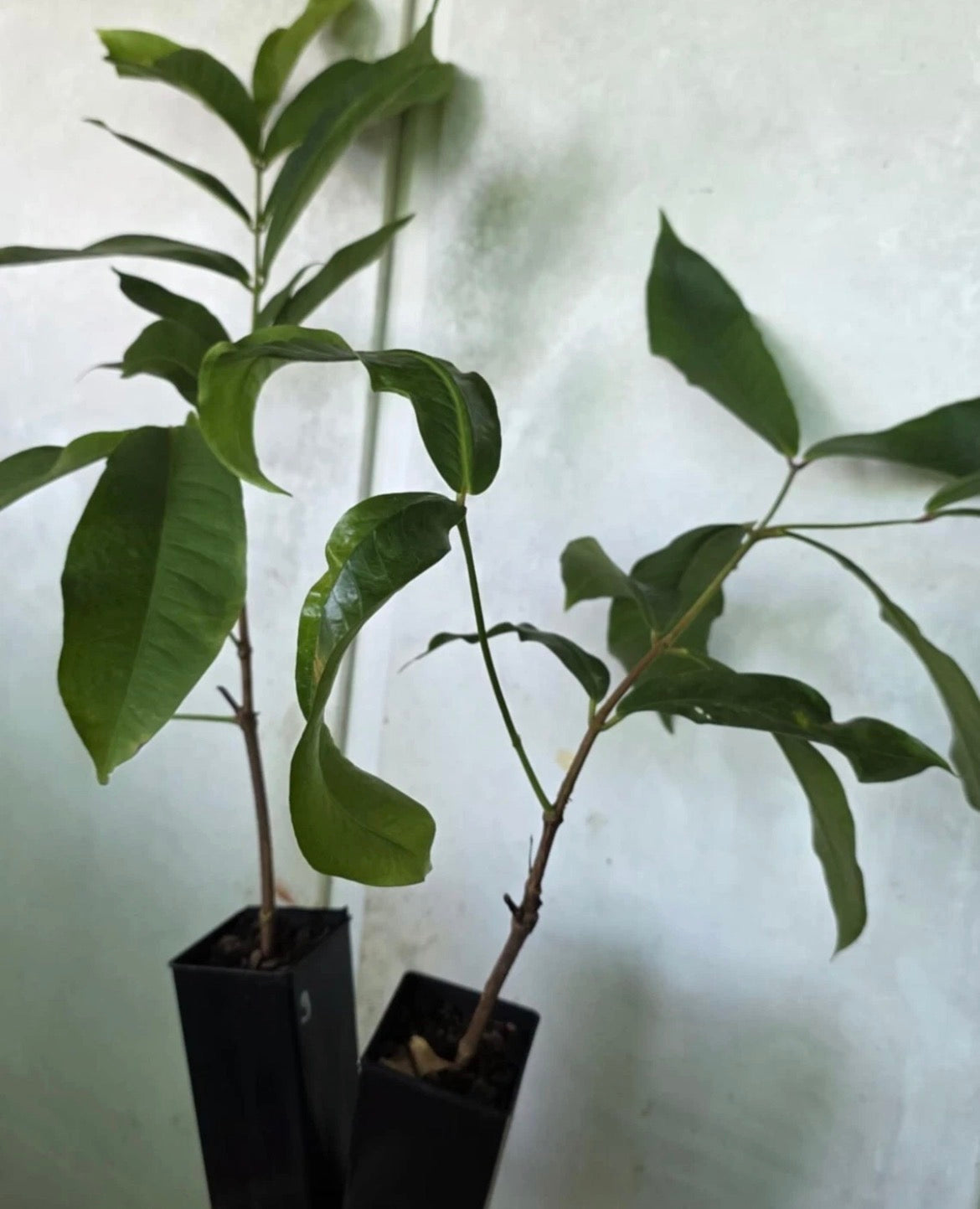 Wax Jambu Apple Tree - Green Seedless Advanced (Free express shipping)