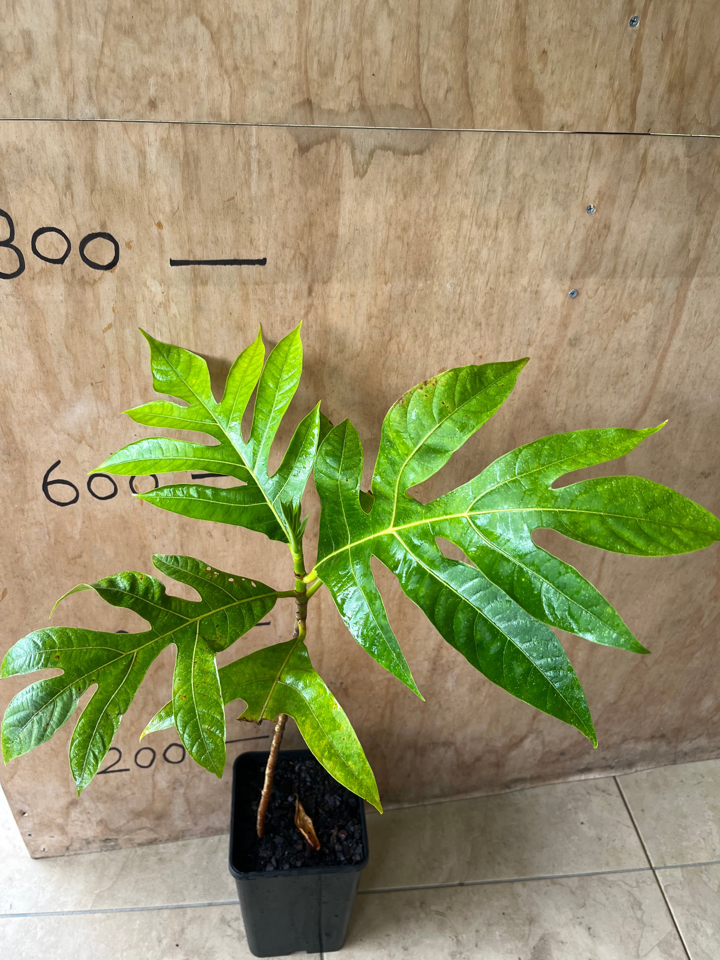 Bread Fruit Advanced - Tahitian Variety