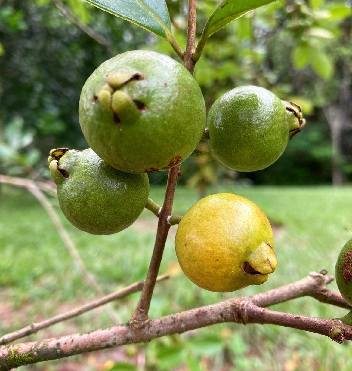 Guava Cherry - Yellow