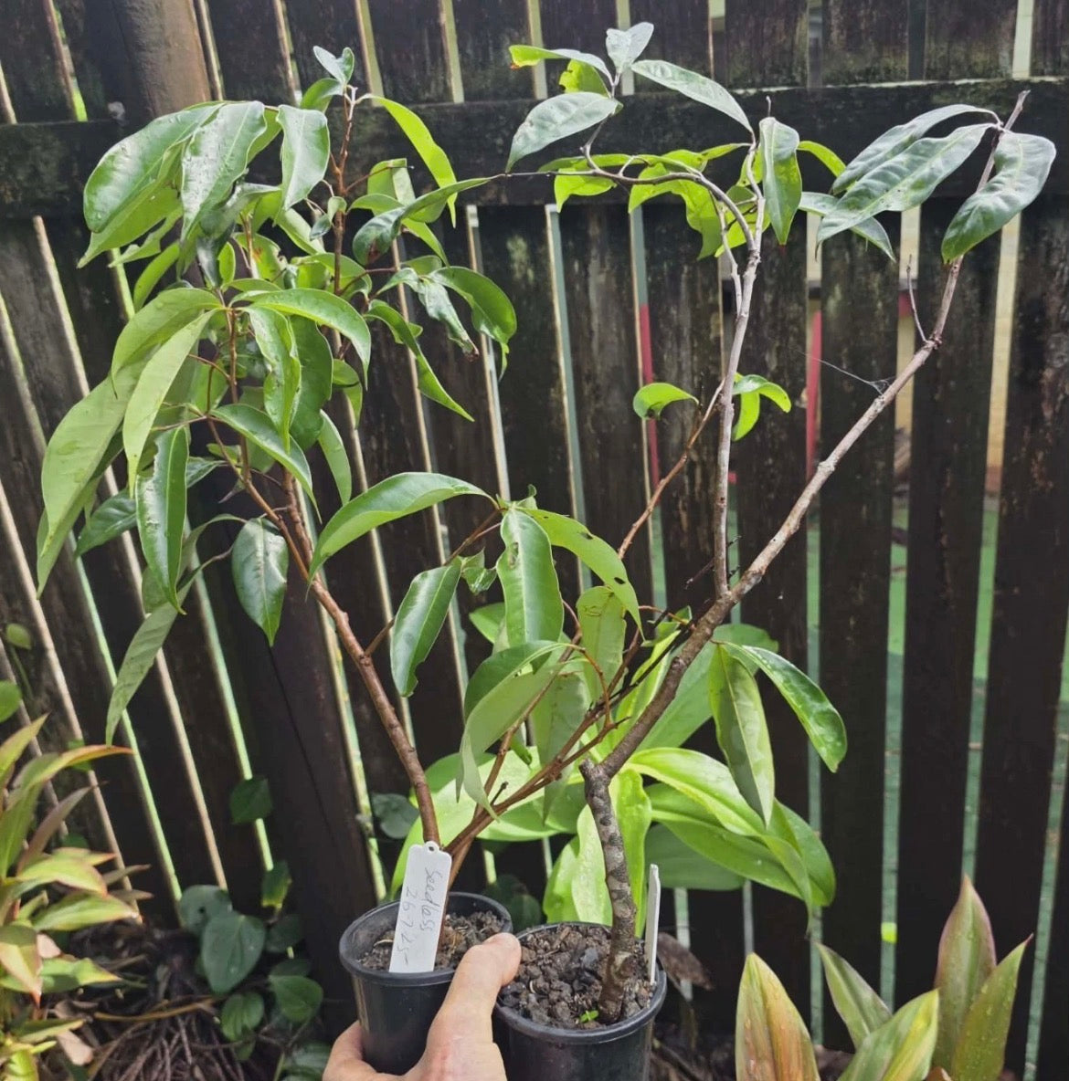 Lychee Tree - Seedless (Free express shipping)