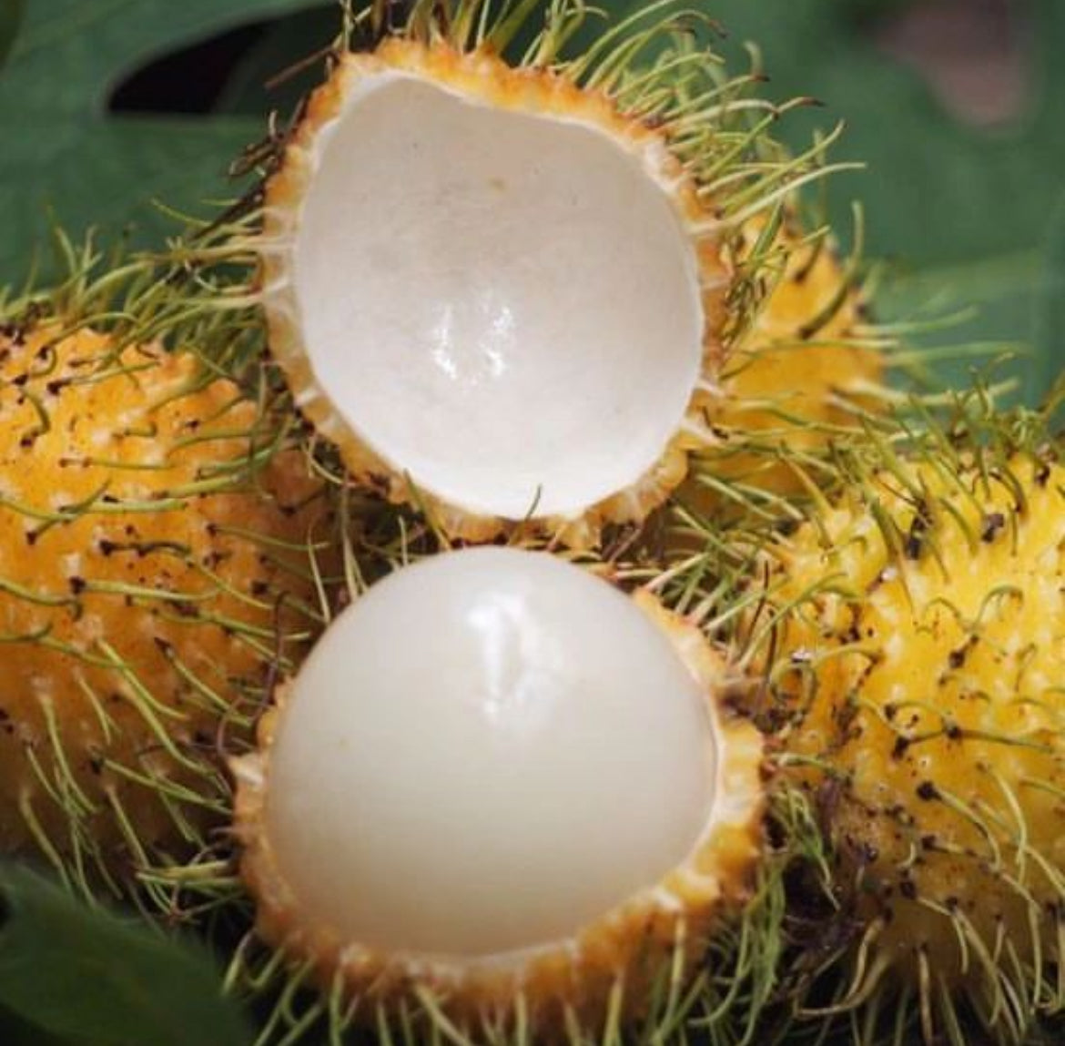 Rambutan - Yellow R156 Advanced