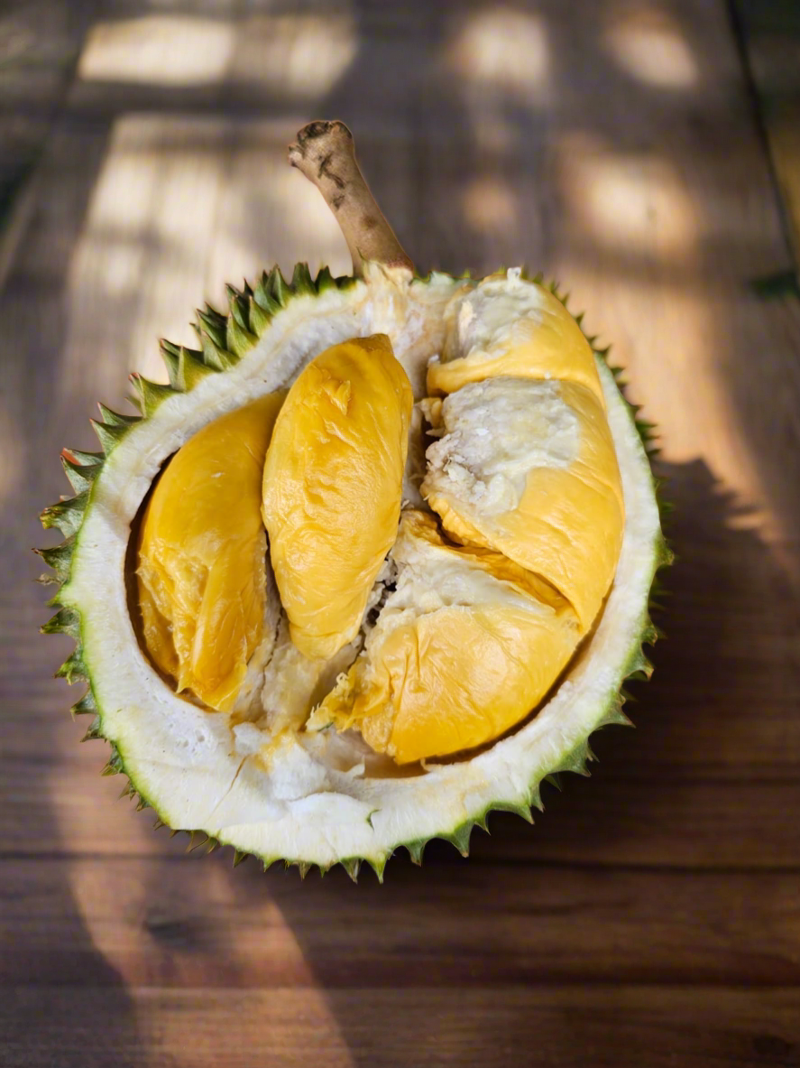 Durian Tree 69mm Plant Tube (Small)