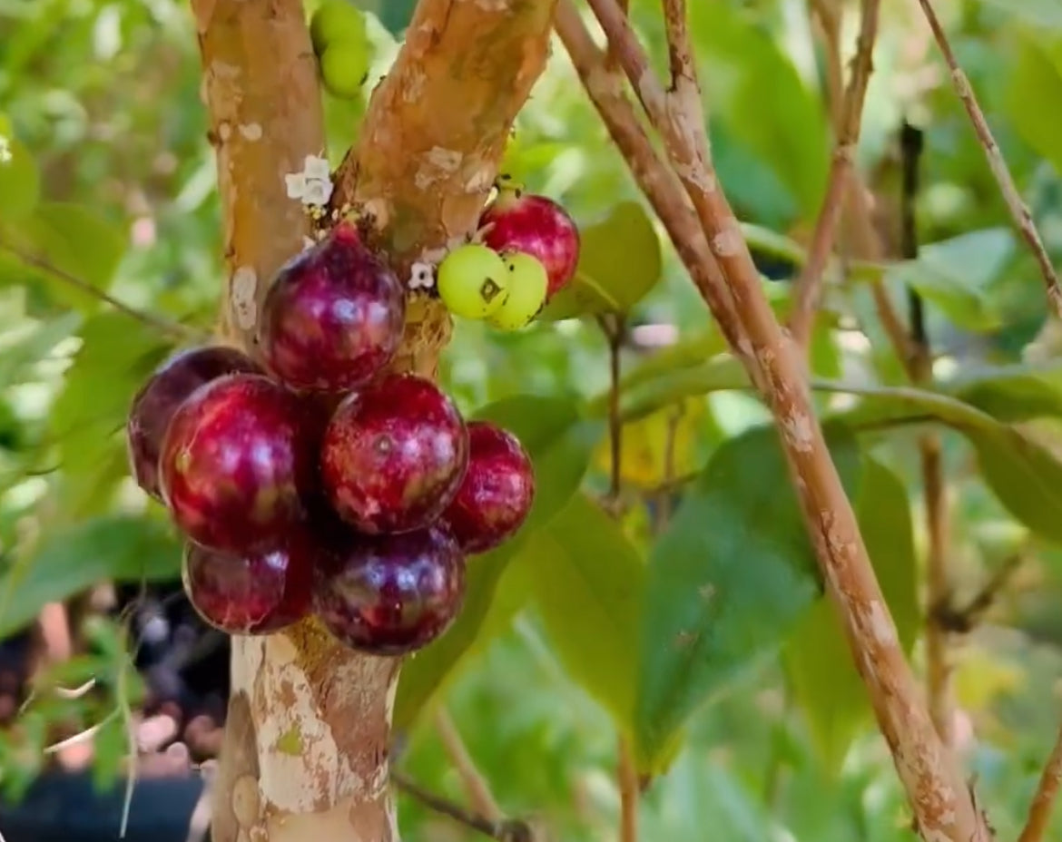 Dwarf Jaboticaba - Red Hybrid
