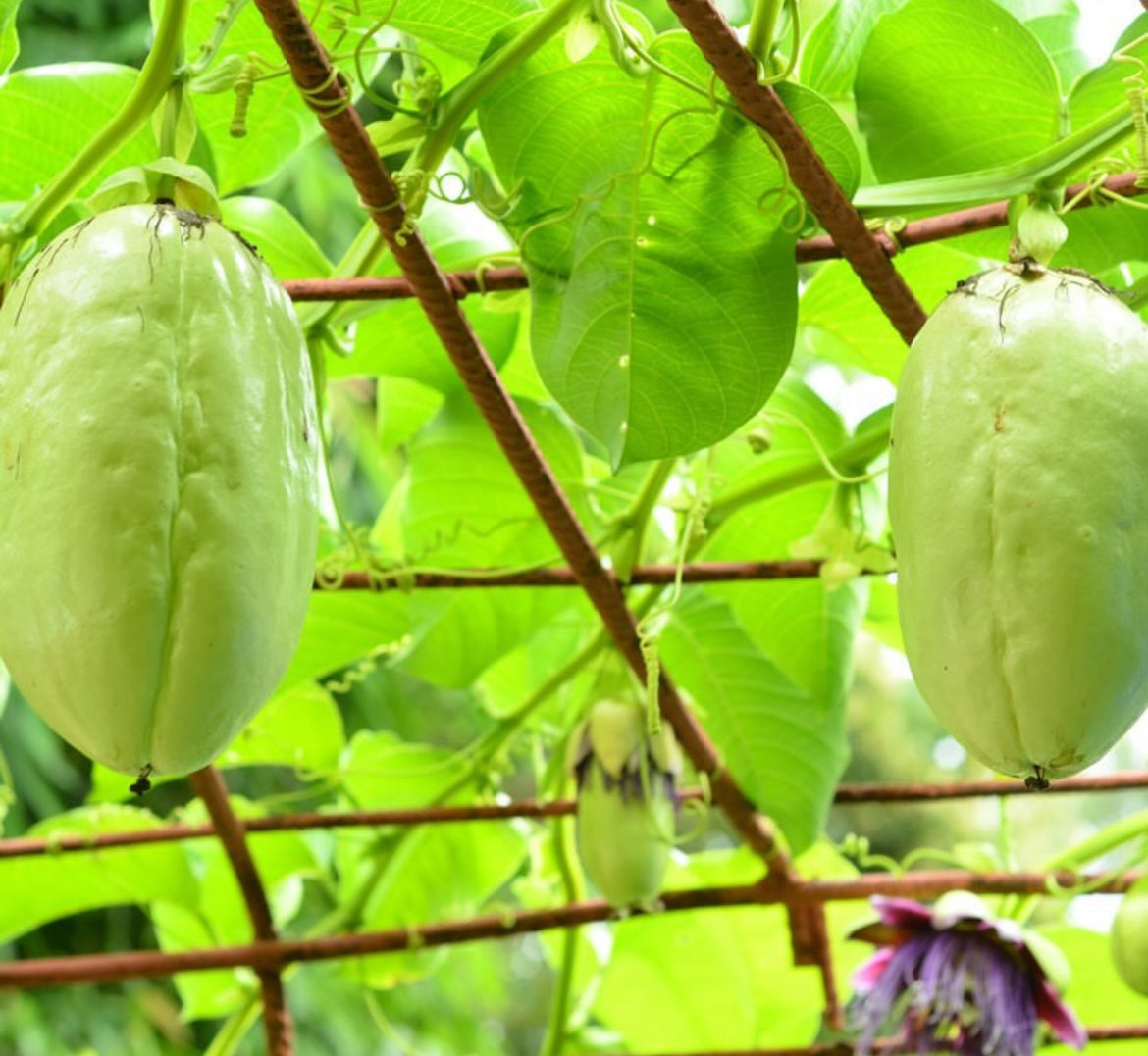 Granadilla - Giant Passionfruit