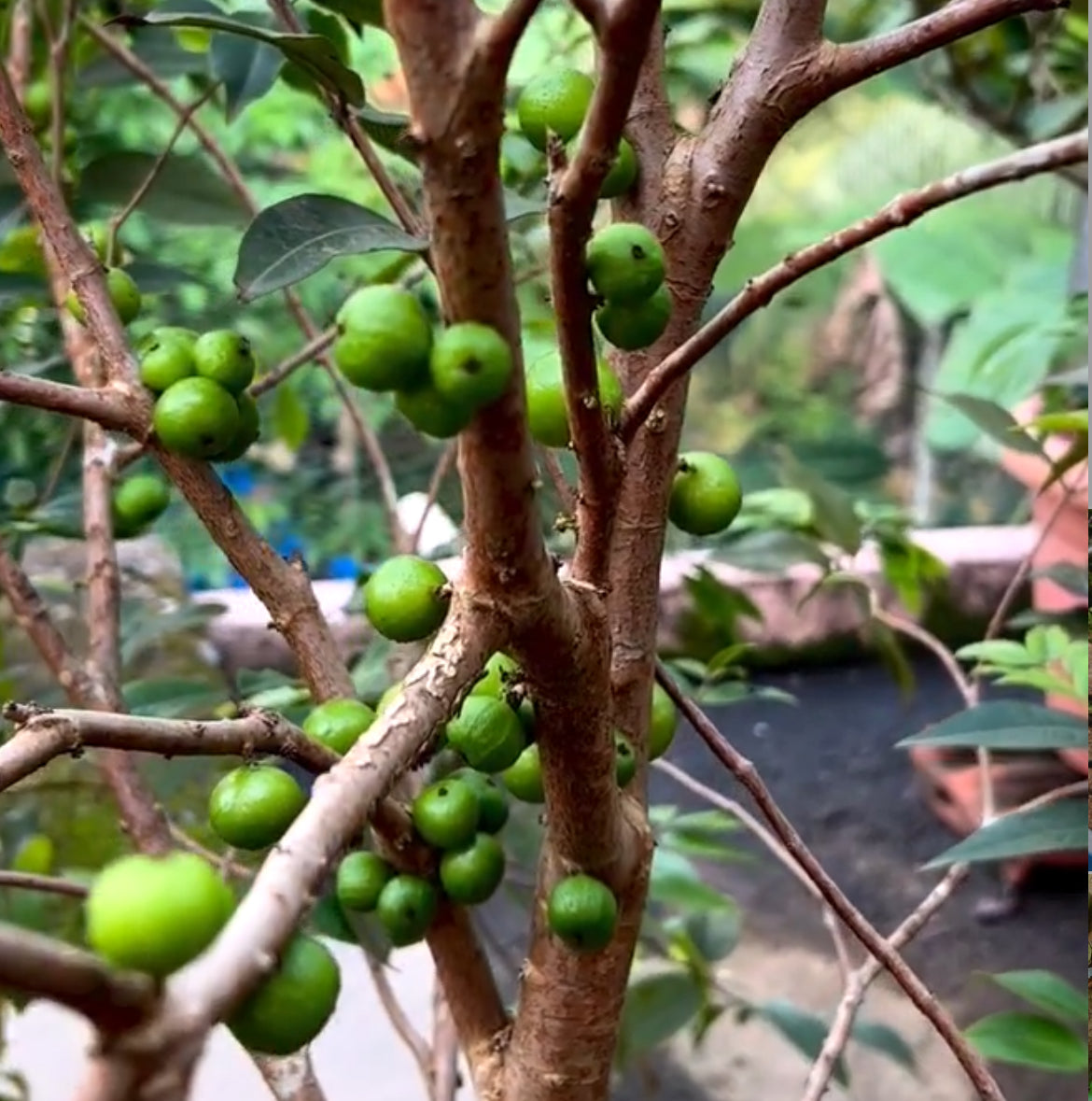 Jaboticaba - White