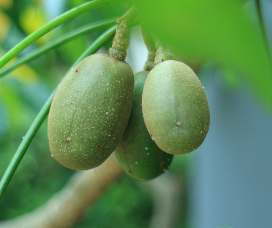 Dwarf Ambarella - hog plum