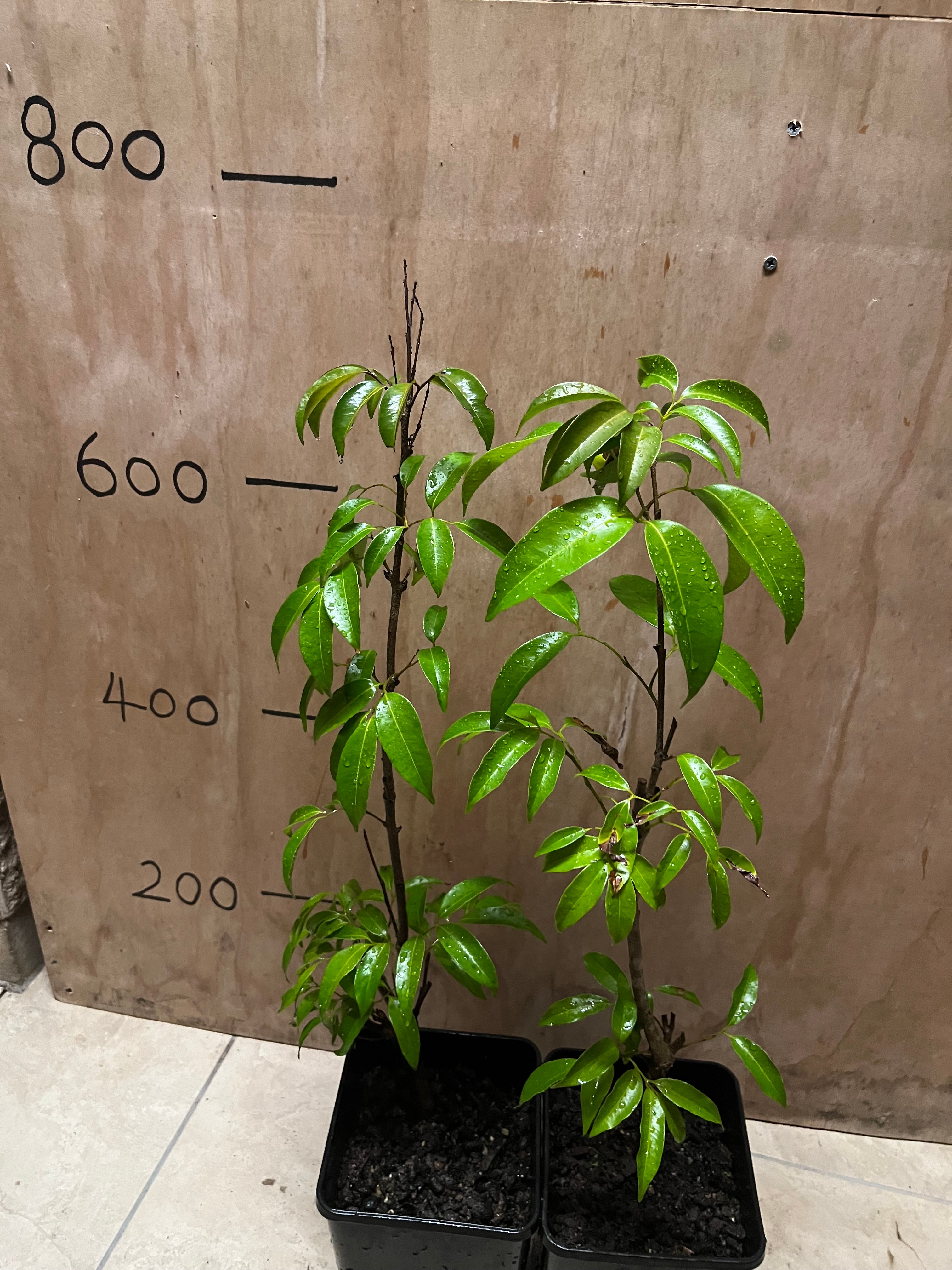 Lychee - Erdon Lee Advanced