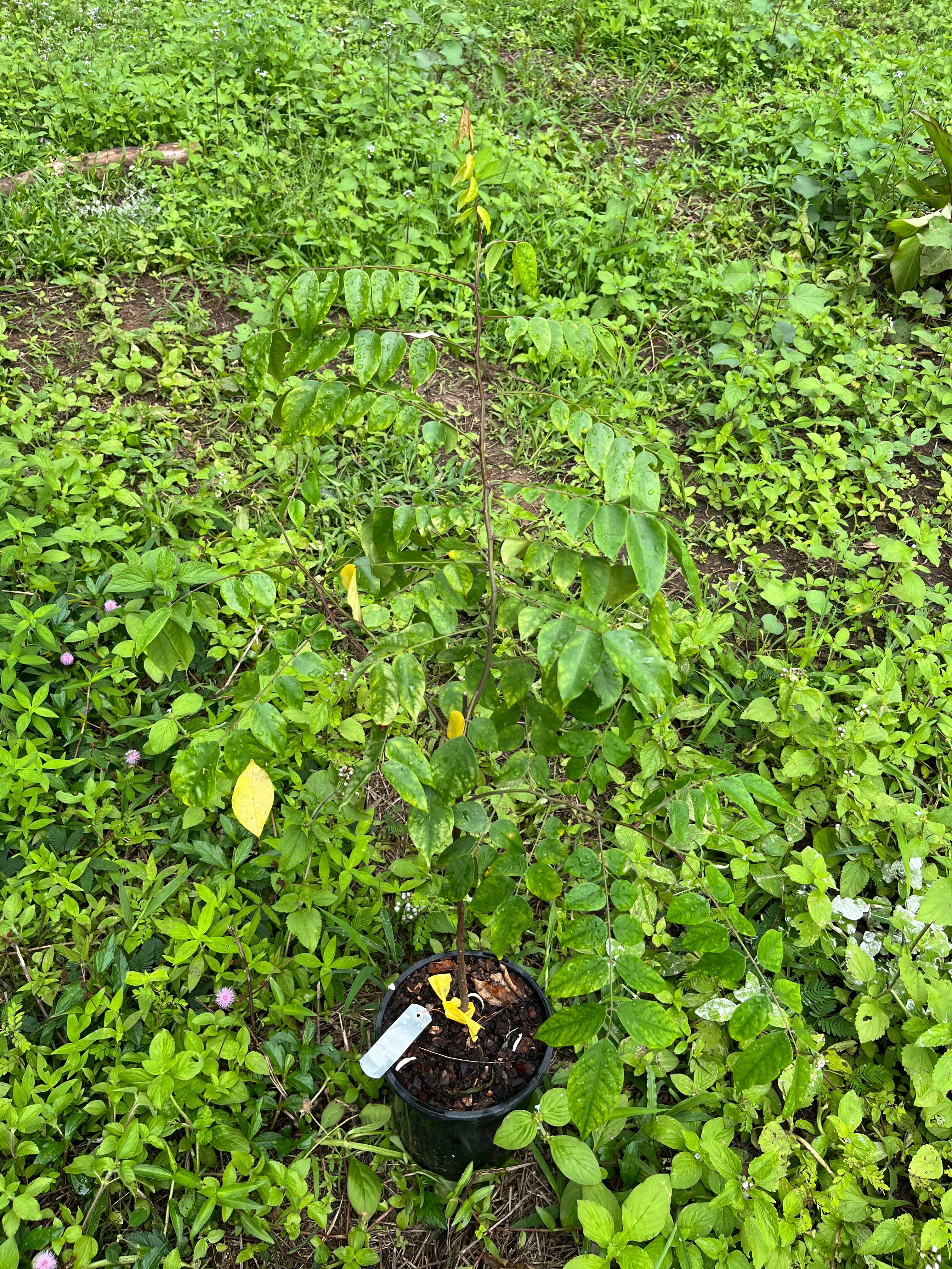 Carambola Star Fruit - Aussie Gold